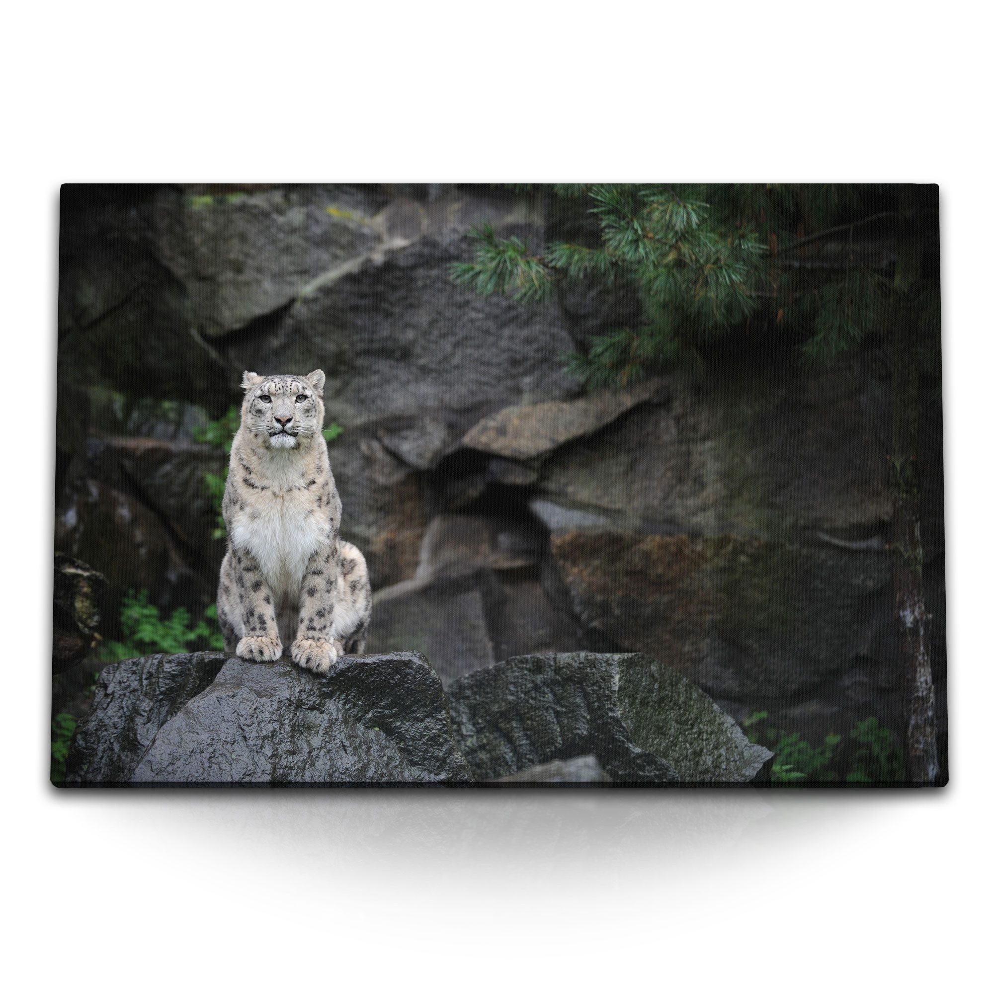 Leinwandbild 120x80cm Wandbild auf Leinwand Schneeleopard Raubkatze schwarze Felsen