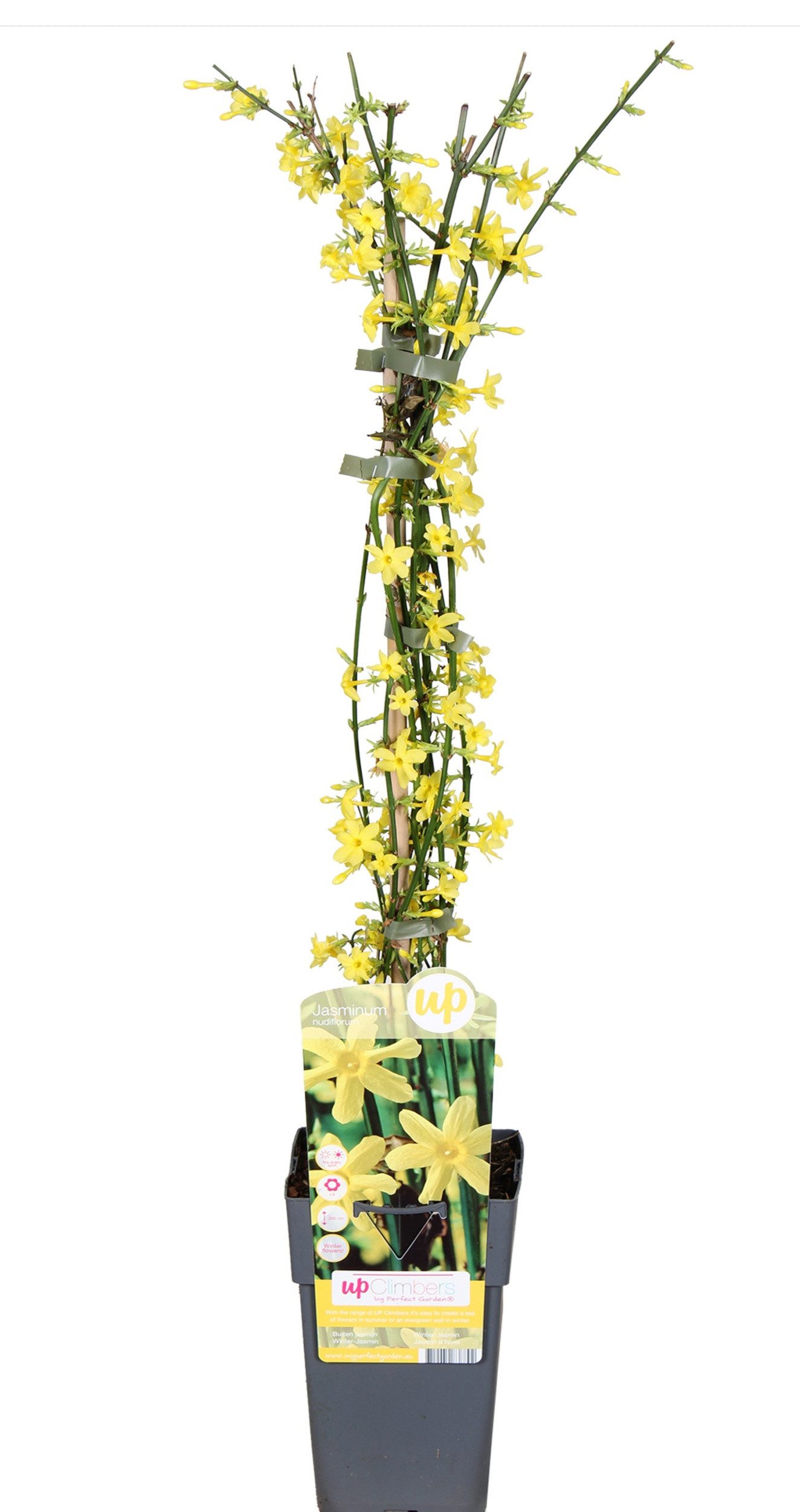 meinvipshop Topfpflanze Winterjasmin 65cm XXL Jasminum gelb Pflanze