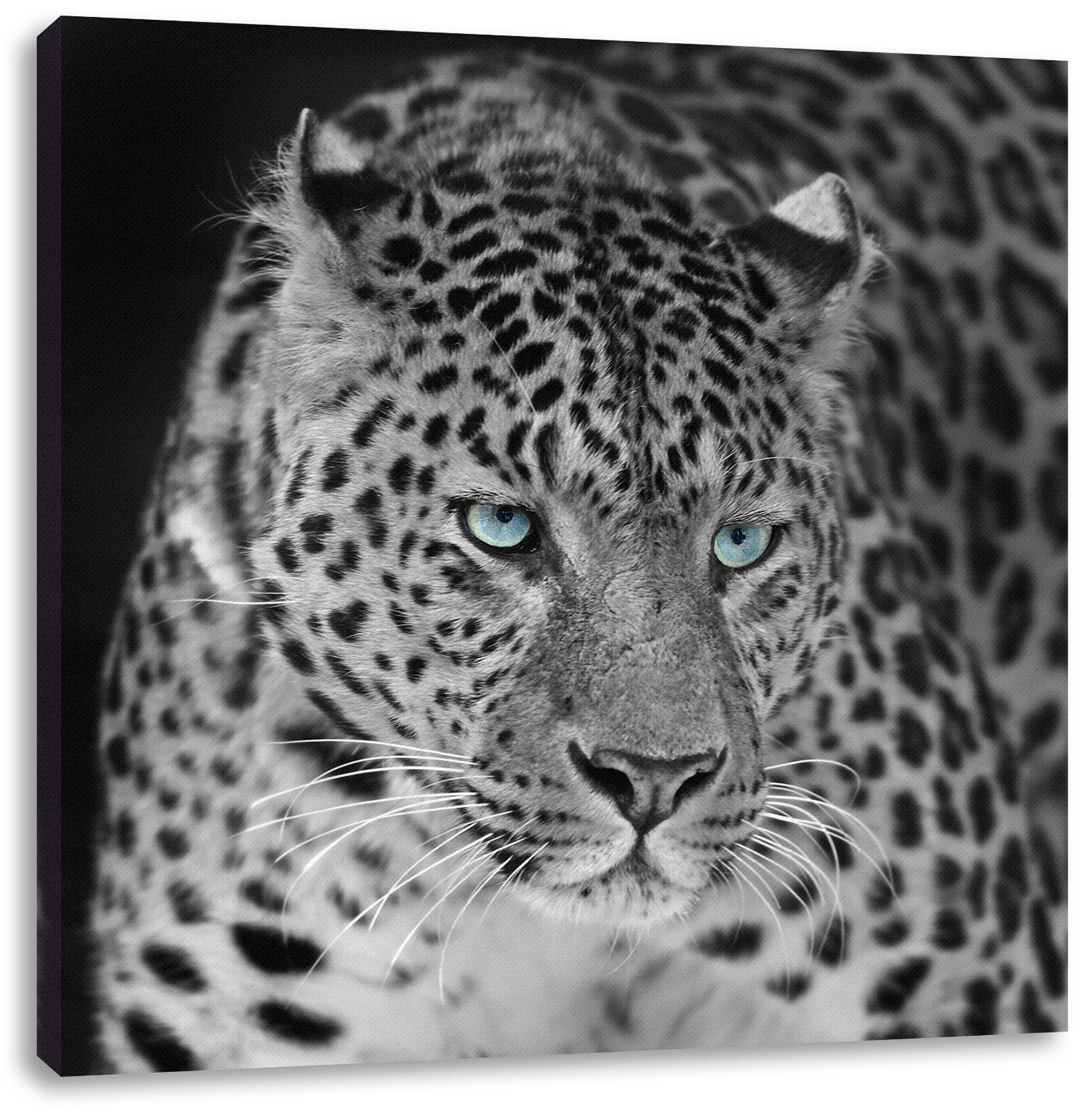 inkl. Leopard, fertig Leopard Zackenaufhänger Pixxprint Leinwandbild Prächtiger Prächtiger St), Leinwandbild bespannt, (1