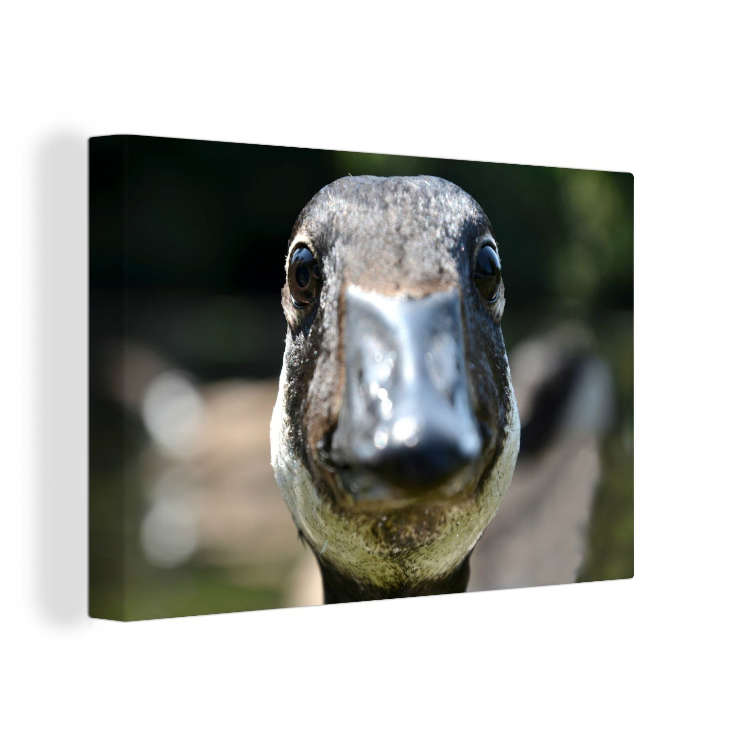 OneMillionCanvasses® Leinwandbild Gans - Vogel - Tiere, (1 St), Wandbild Leinwandbilder, Aufhängefertig, Wanddeko, 30x20 cm