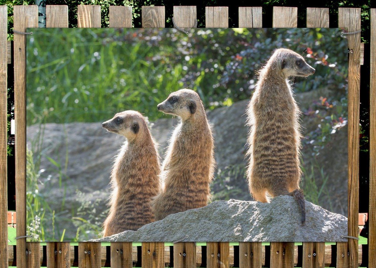 Wallario Sichtschutzzaunmatten Erdmännchen im Sonnenschein