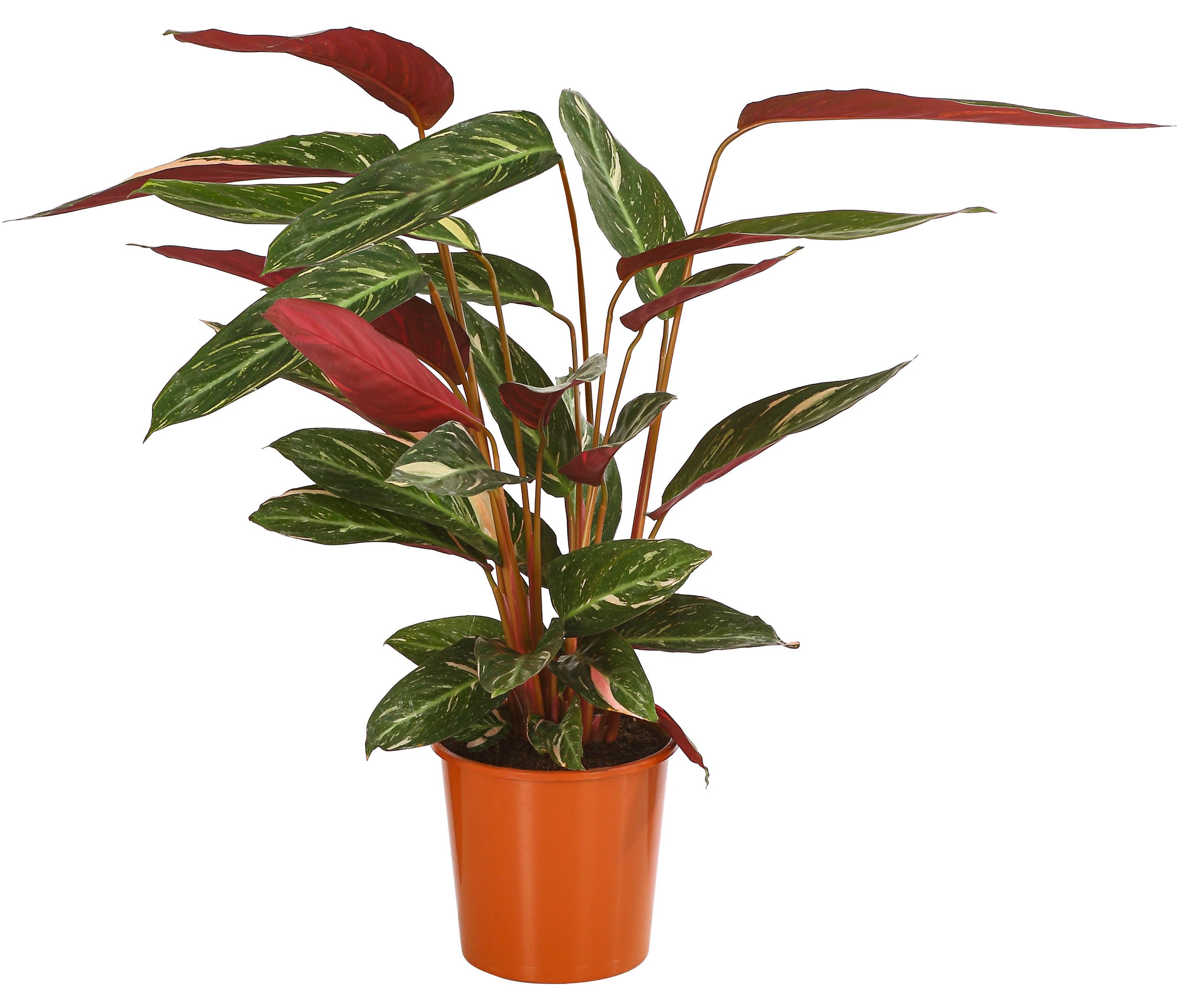Dehner Zimmerpflanze Korbmarante Magicstar, Calathea sanguinea, rote Blattunterseite, tropische Zimmerpflanze mit luftreinigender Wirkung