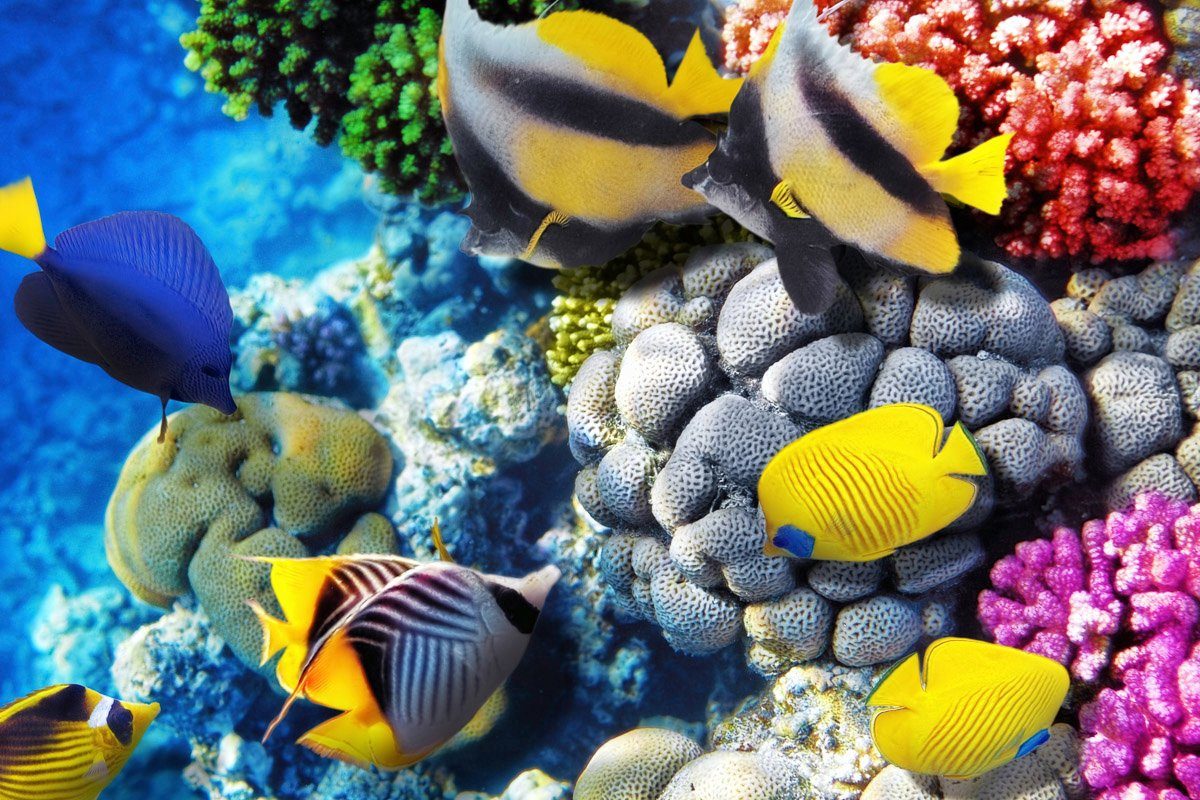 Fototapete Fische