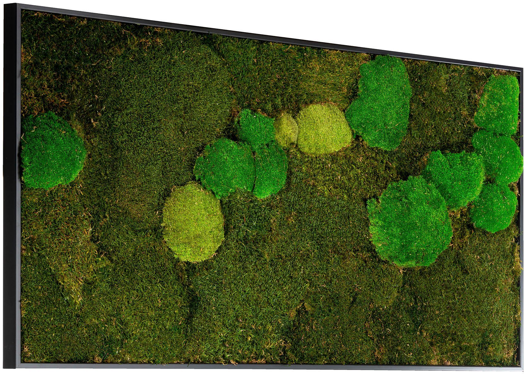 Bönninghoff Bild mit Rahmen Mixmoos, Natur (1 St), jedes Bild ein Unikat, BxH: 120x60 cm