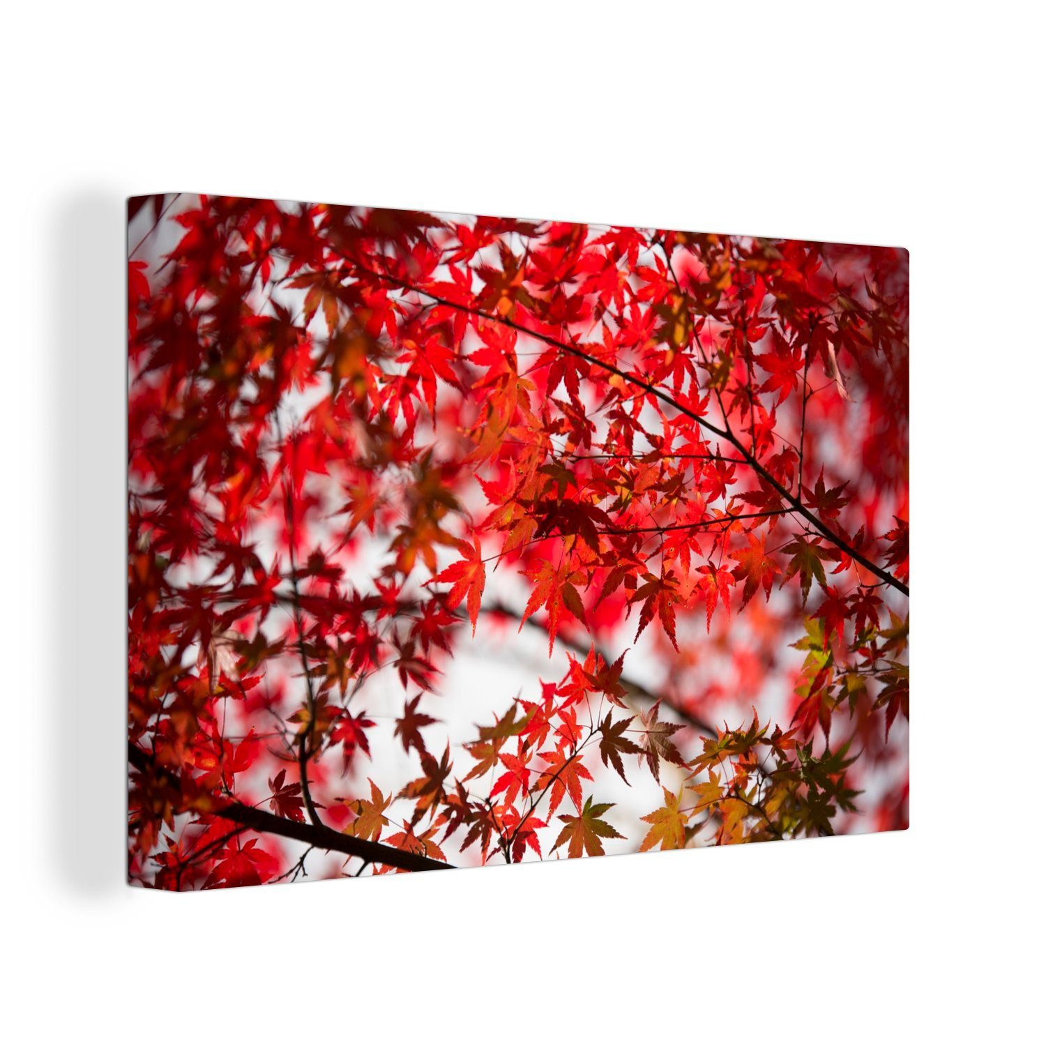 OneMillionCanvasses® Leinwandbild Rote Blätter eines japanischen Ahorns, (1 St), Wandbild Leinwandbilder, Aufhängefertig, Wanddeko, 30x20 cm