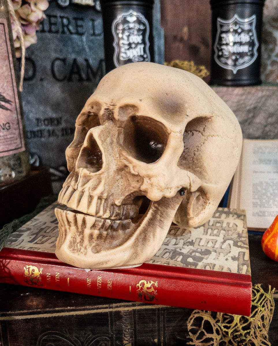 Horror-Shop Dekoobjekt Anthropologie Totenschädel als Gruseldeko – Bild 3 von 4