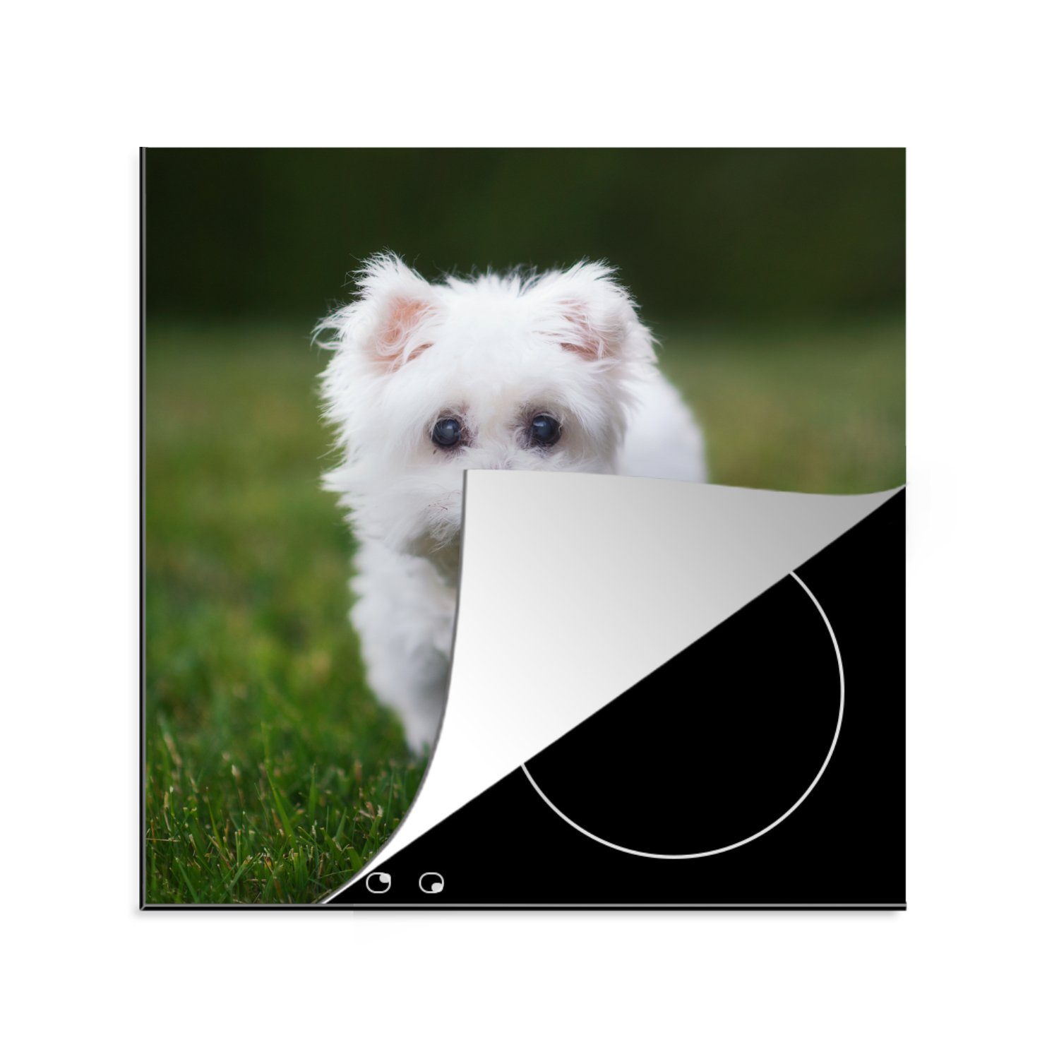 MuchoWow Herdblende-/Abdeckplatte Malteser Hund auf einer Wiese, Vinyl, (1 tlg), 78x78 cm, Ceranfeldabdeckung, Arbeitsplatte für küche