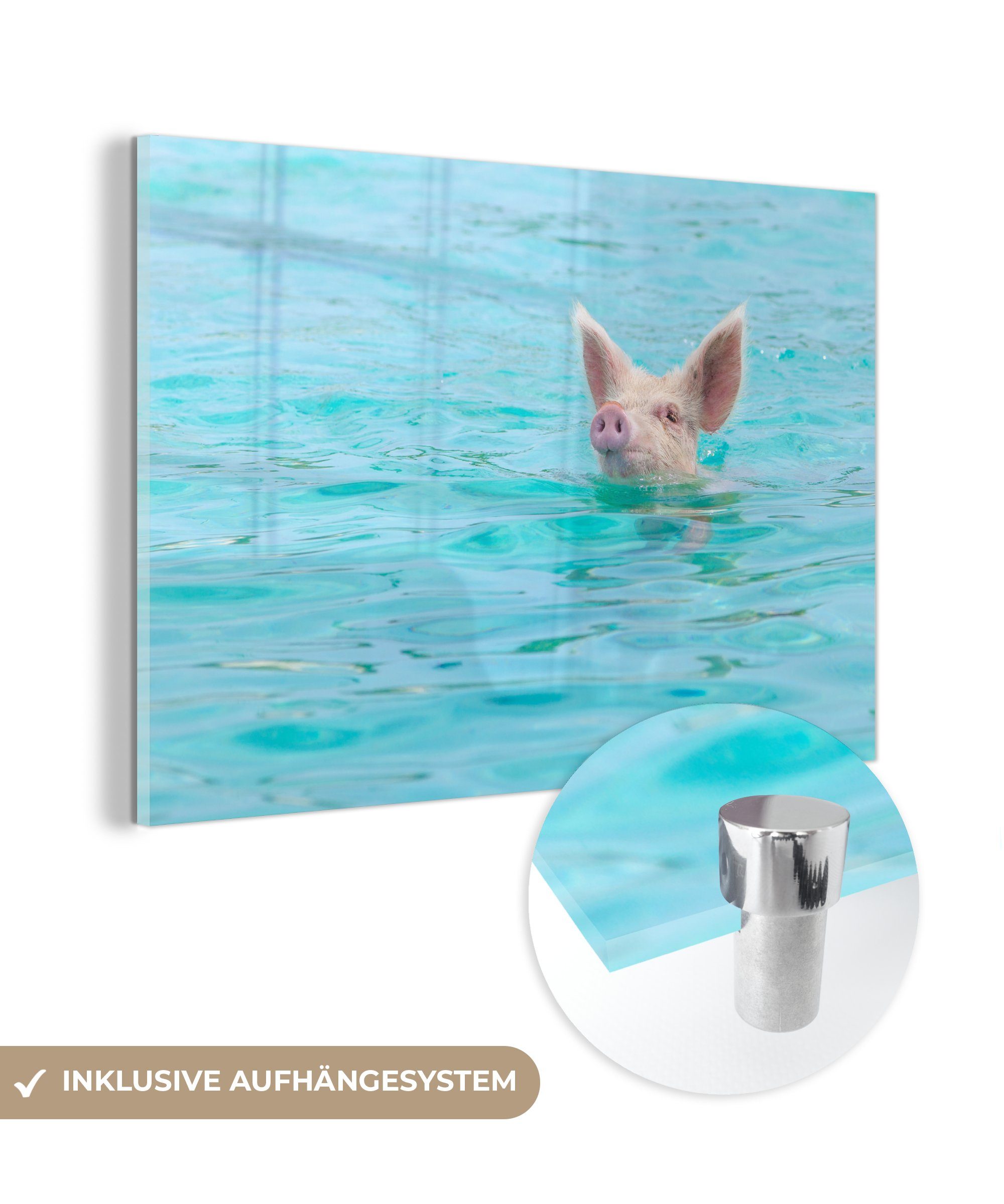MuchoWow Acrylglasbild Schwein - Wasser - Blau, (1 St), Acrylglasbilder Wohnzimmer & Schlafzimmer