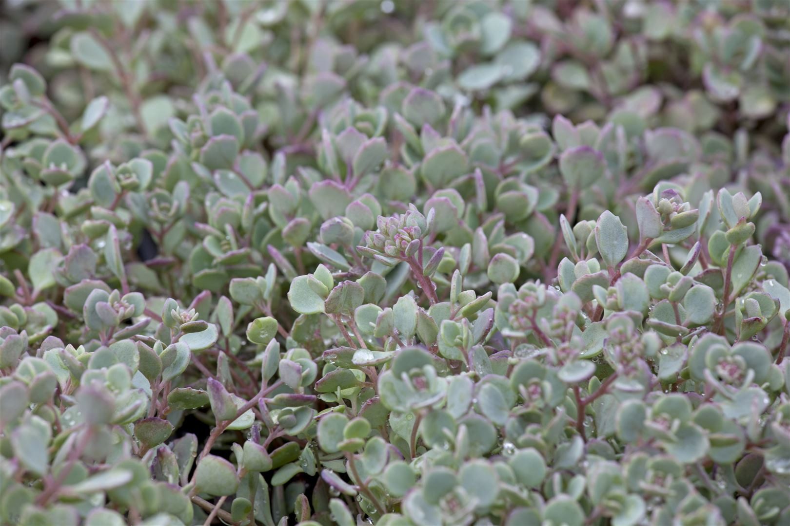 Pflanzen für Dich Staude Sedum cauticola Lidakense, 1 St., Fetthenne, Mauerpfeffer
