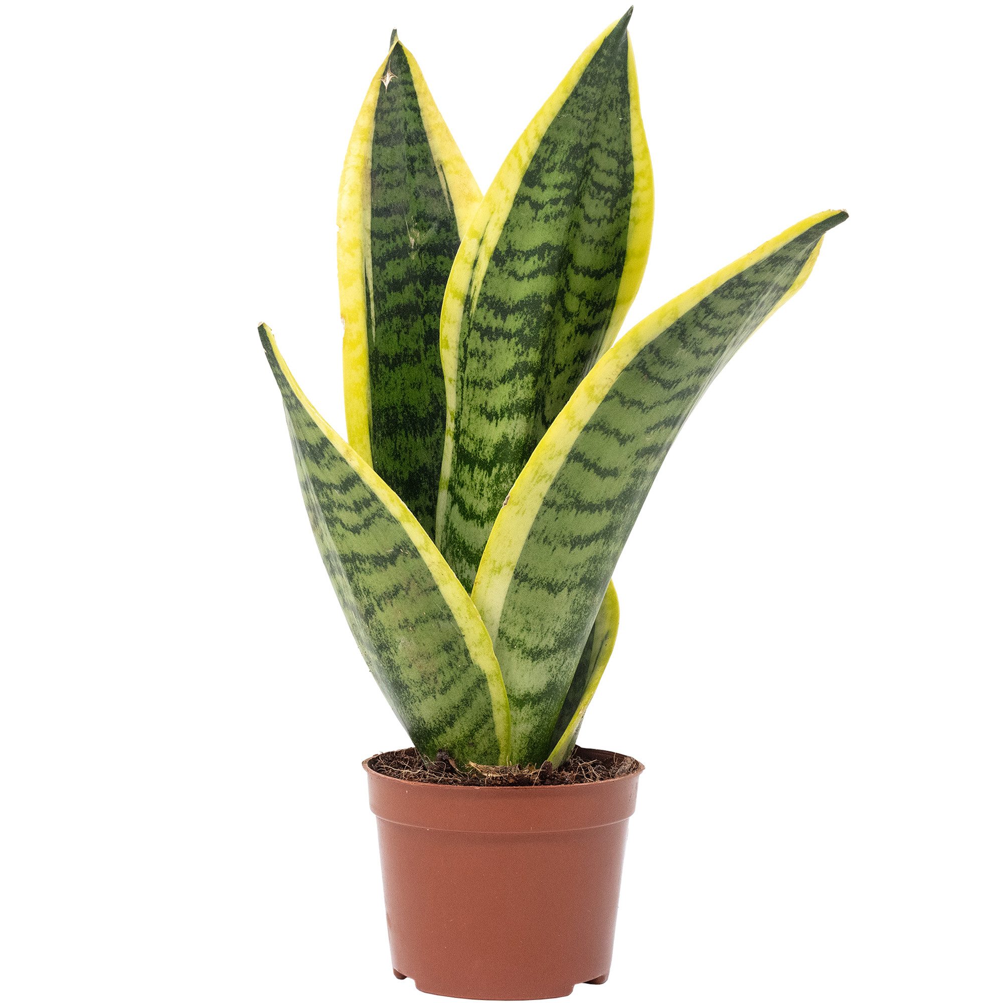 Flowerbox Zimmerpflanze Bogenhanf - Sansevieria trifasciata, pflegeleicht - Höhe ca. 30 cm, Topf-Ø 9 cm