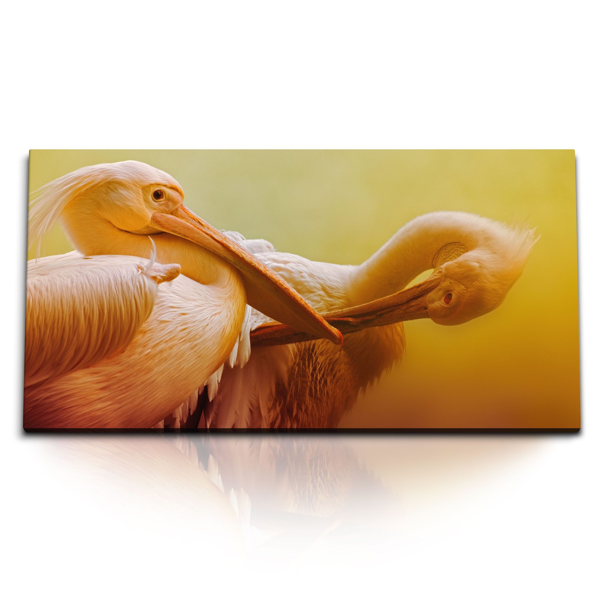 Leinwandbild Kunstdruck Bilder 120x60cm Zwei Pelikane Tierfotografie Kunstvoll Oran