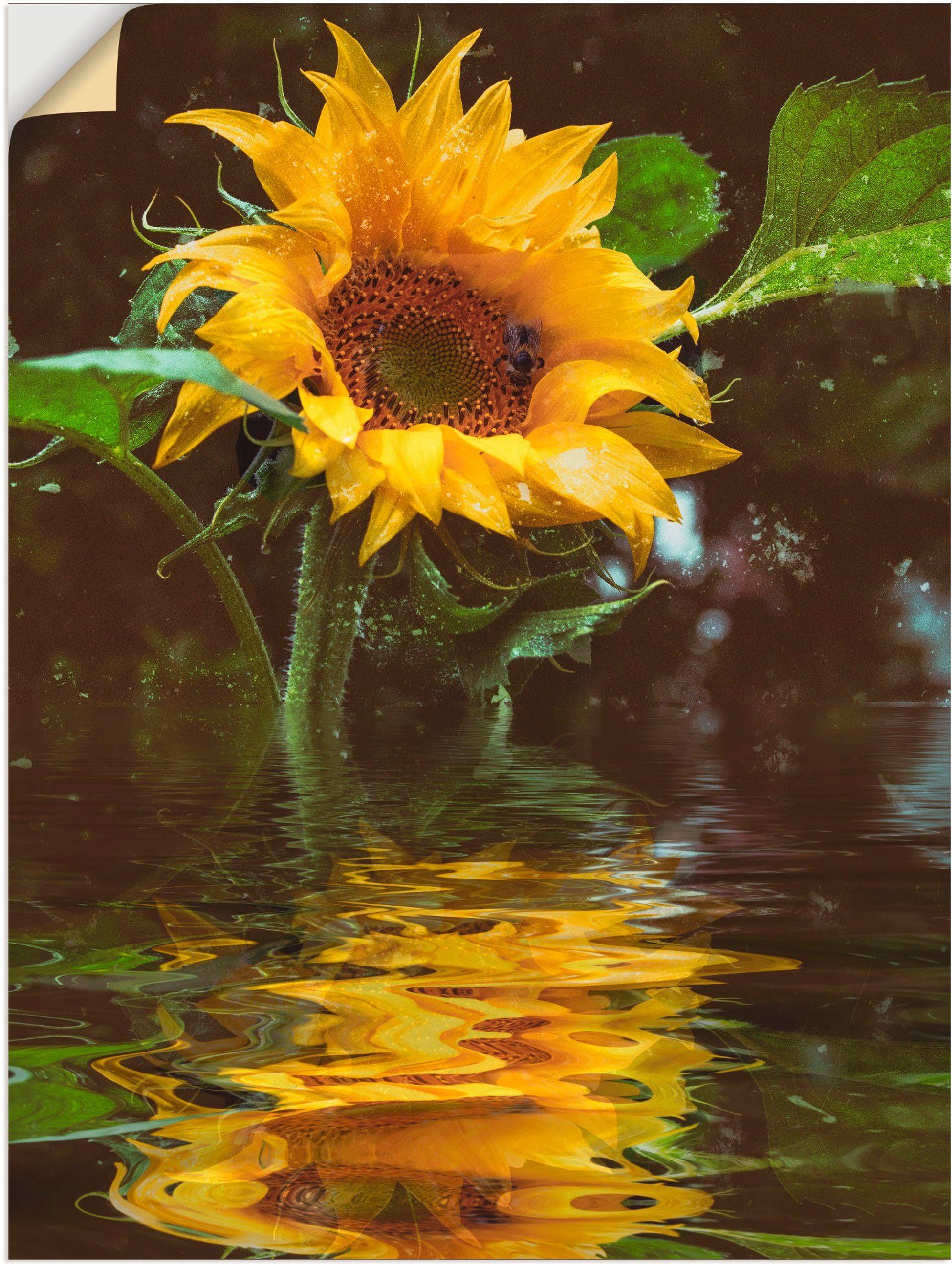 Artland Wandbild Sonnenblume, Blumen (1 St), als Alubild, Leinwandbild, Wandaufkleber oder Poster in versch. Größen