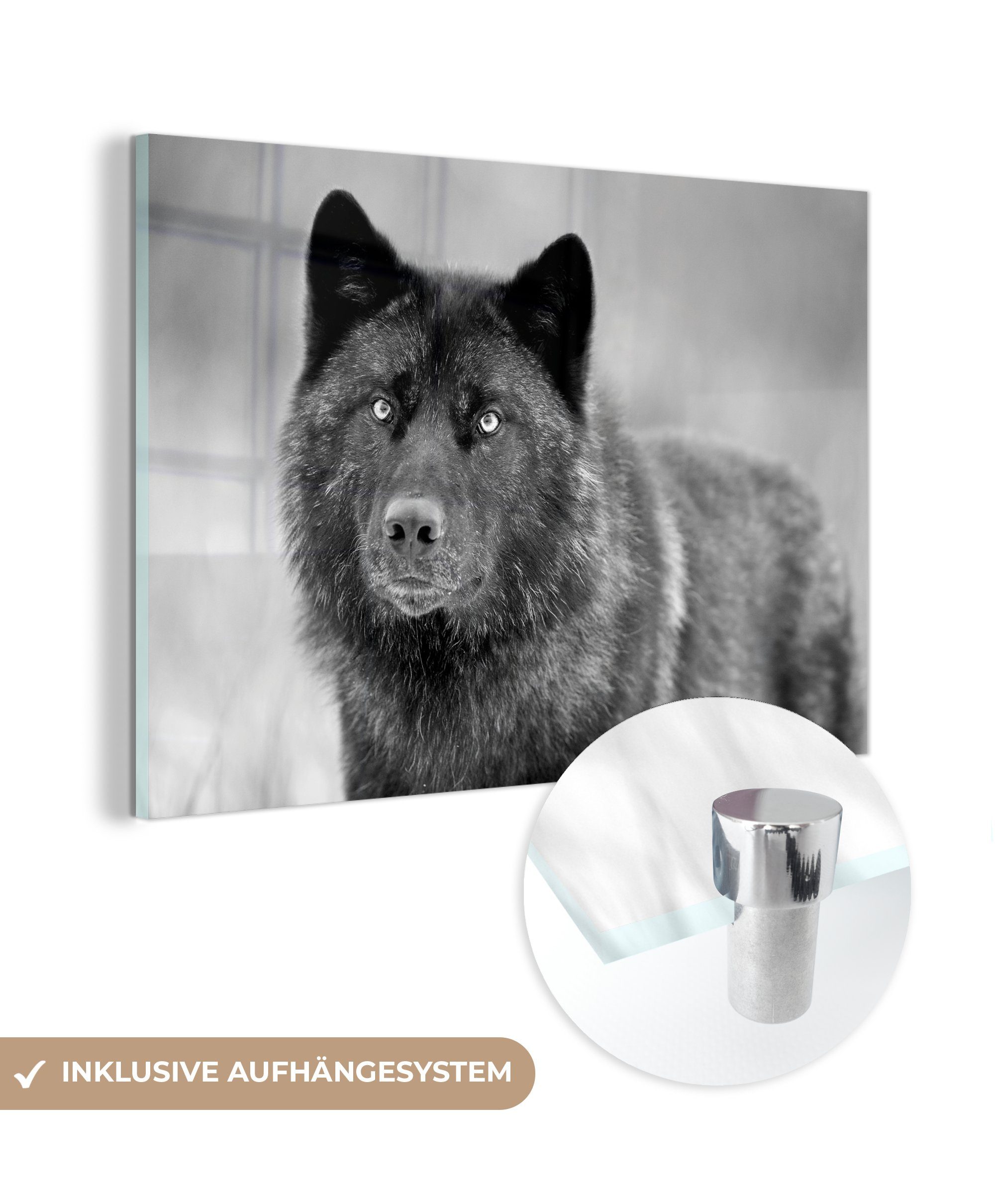 MuchoWow Acrylglasbild Schwarzer & Wolf in Wohnzimmer St), und Schlafzimmer Schwarz (1 Weiß, Acrylglasbilder