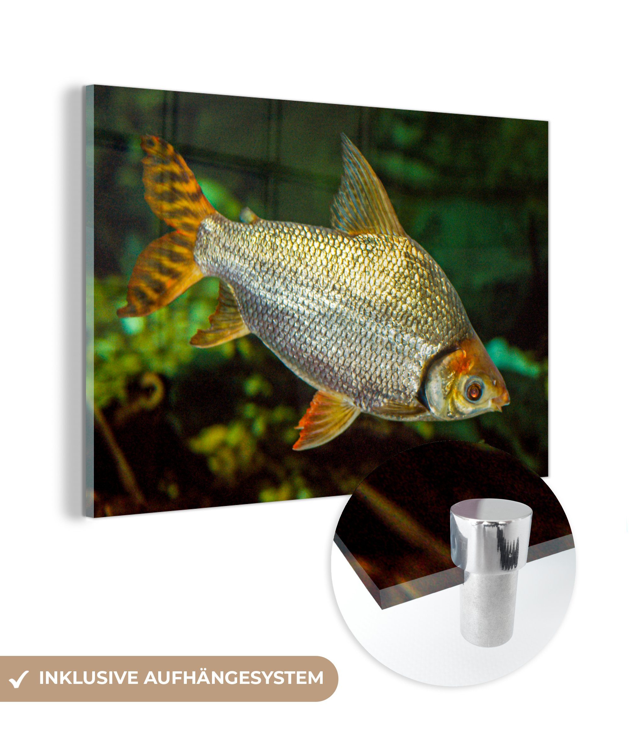 MuchoWow Acrylglasbild Fisch - Wasser - Pflanze, (1 St), Acrylglasbilder Wohnzimmer & Schlafzimmer