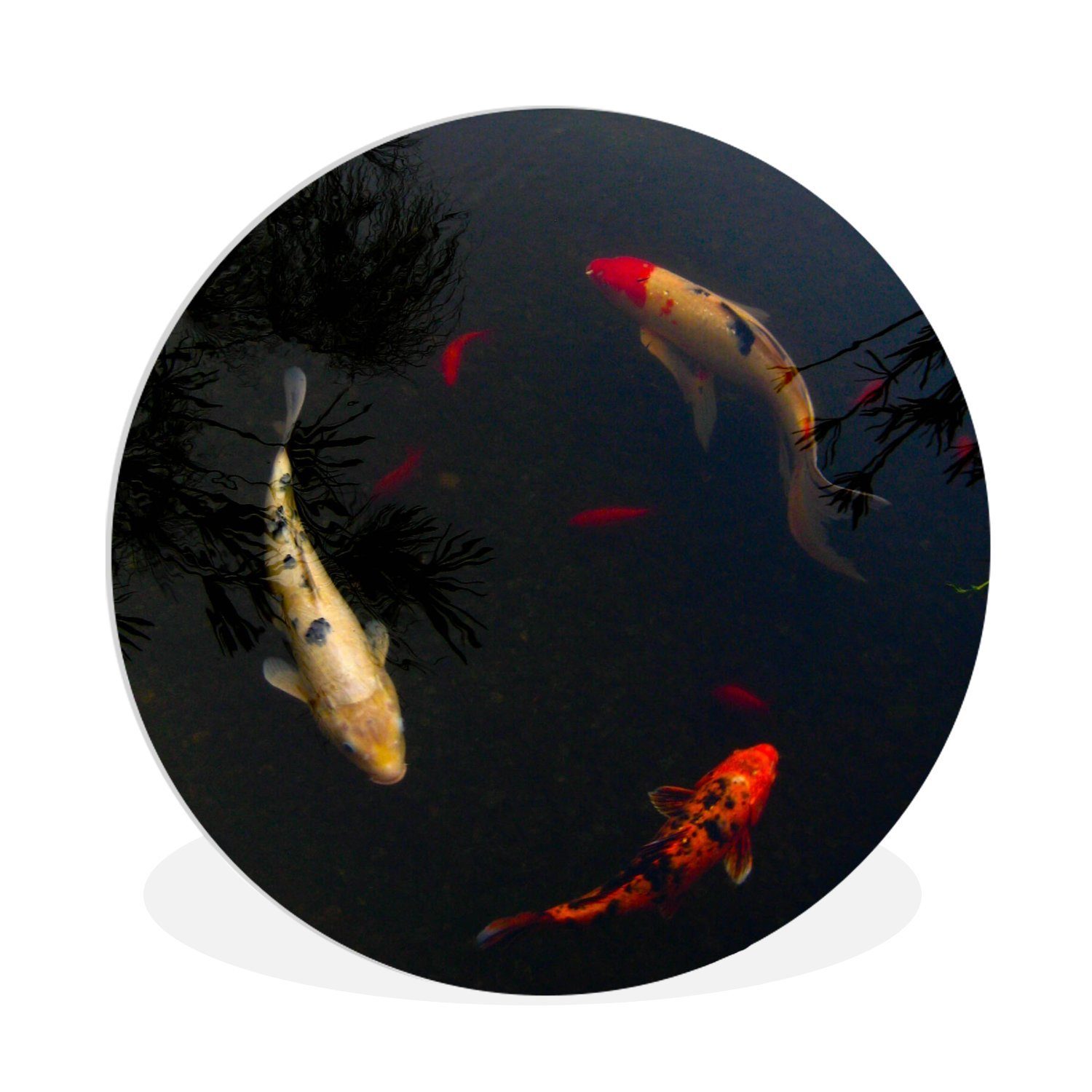 MuchoWow Gemälde Eine Gruppe von Koi-Karpfen, die im Kreis schwimmen, (1 St), Kreis Wanddekoration Forex, Rundes Wandbild, Wohnzimmer, 30x30 cm