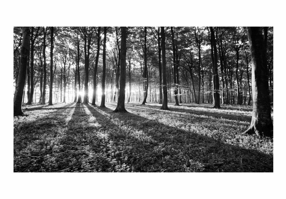 Basera® Fototapete Waldmotiv c-B-0127-x-c, selbstklebend, mit UV-Schutz