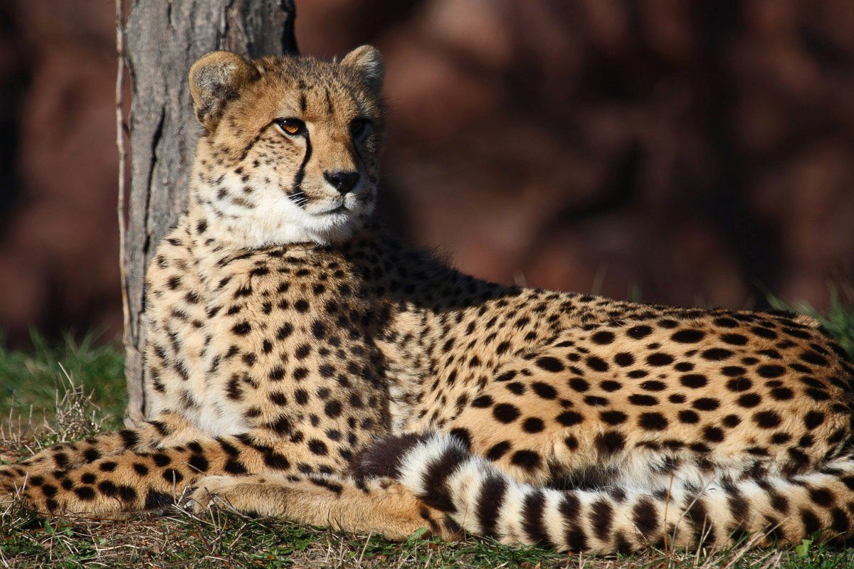 Fototapete Leopard