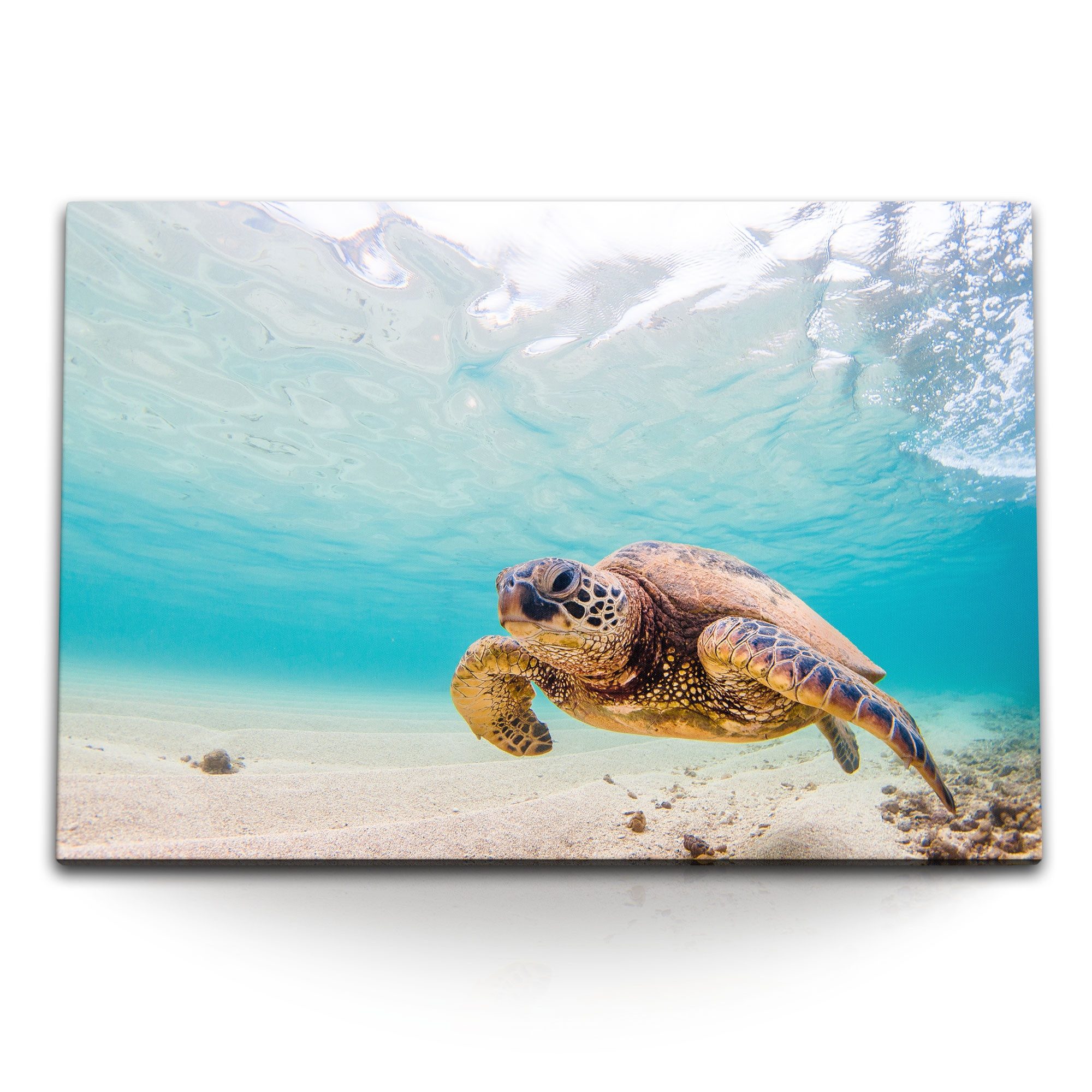 Leinwandbild 120x80cm Wandbild auf Leinwand Seeschildkröte unter Wasser Wasserschil