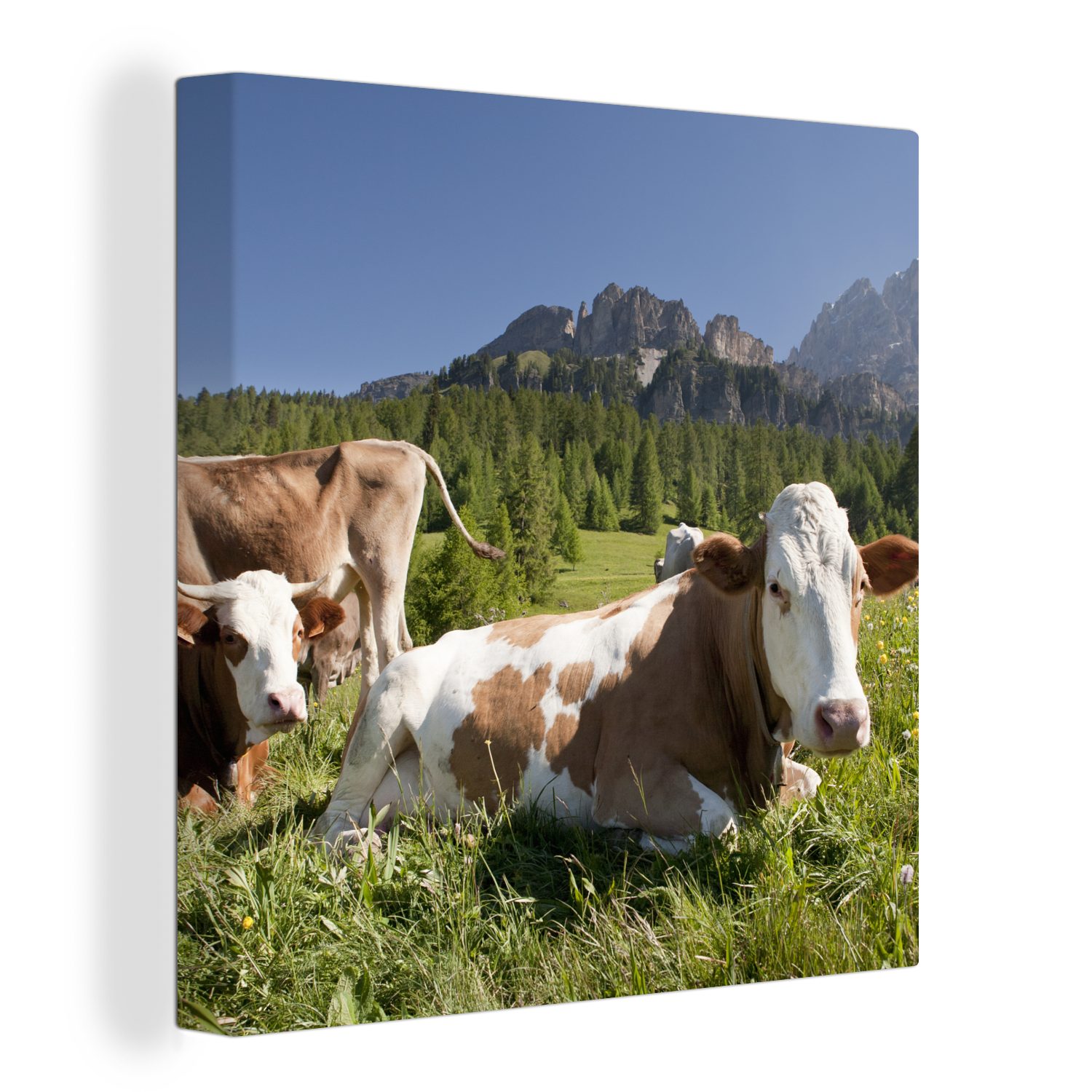 OneMillionCanvasses® Leinwandbild Kühe - Gras - Schweiz, (1 St), Leinwand Bilder für Wohnzimmer Schlafzimmer