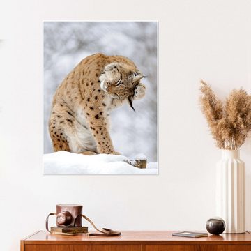 Posterlounge Poster Editors Choice, Luchs im Winterwald, Fotografie