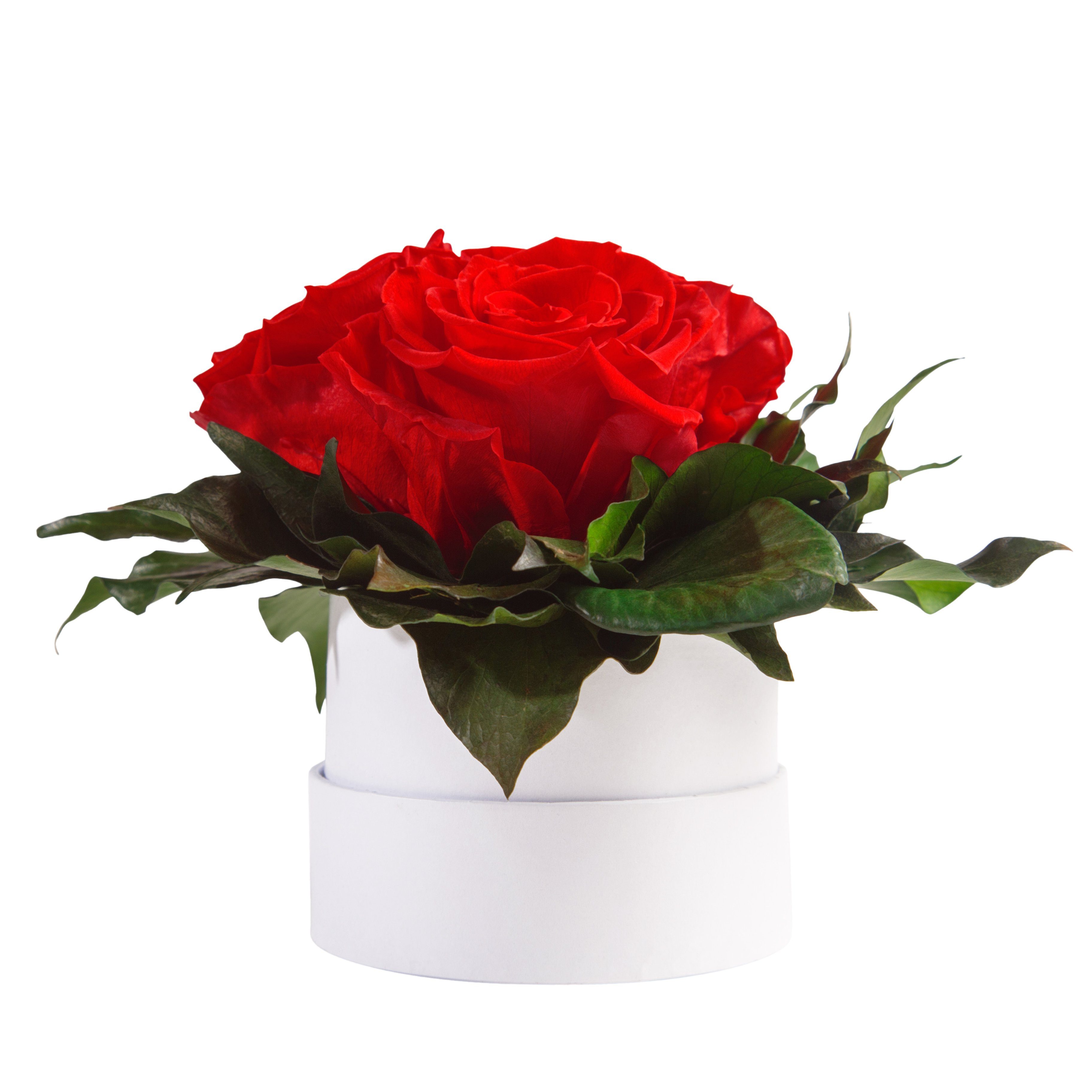 Kunstblume Infinity Rosenbox weiß rund 3 echte Rosen konserviert Rose, ROSEMARIE SCHULZ Heidelberg, Höhe 10 cm, Geschenk für Sie Rosen Rot