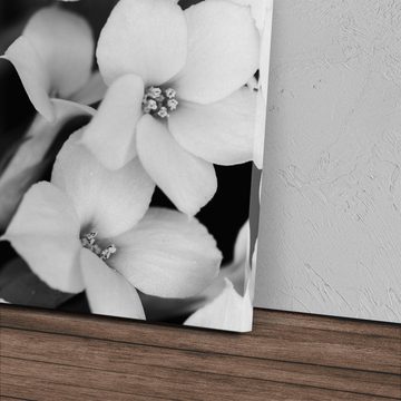 Sinus Art Leinwandbild 120x80cm Wandbild auf Leinwand Schwarz Weiß Fotografie Blumen weiße Bl, (1 St)