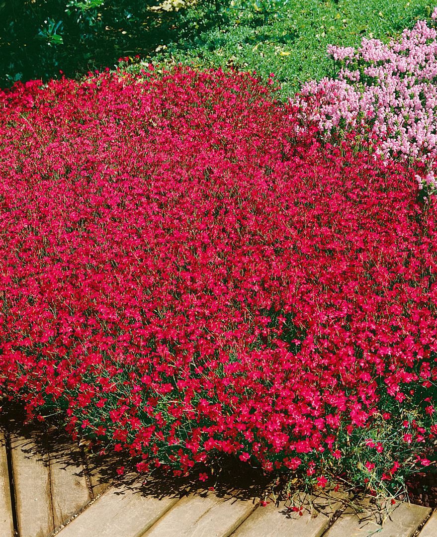 Pflanzen für Dich Staude Dianthus deltoides Brillant, 1 St., Heide-Nelke, Nelke