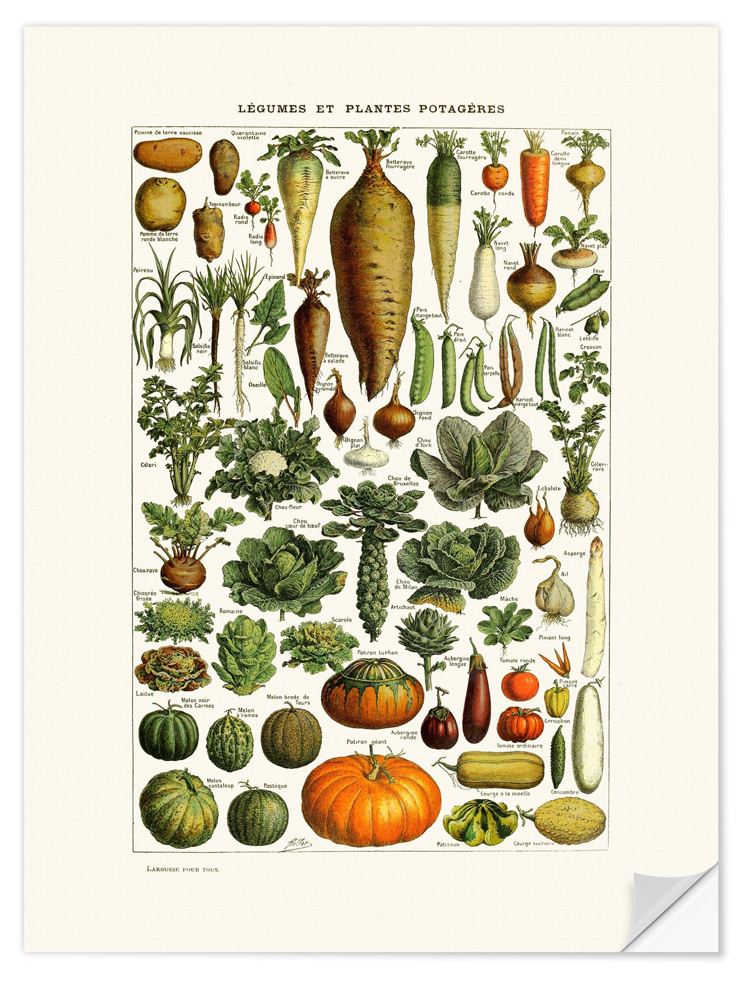 Posterlounge Wandfolie Patruschka, Gemüse Vintage (französisch), Küche Vintage Illustration