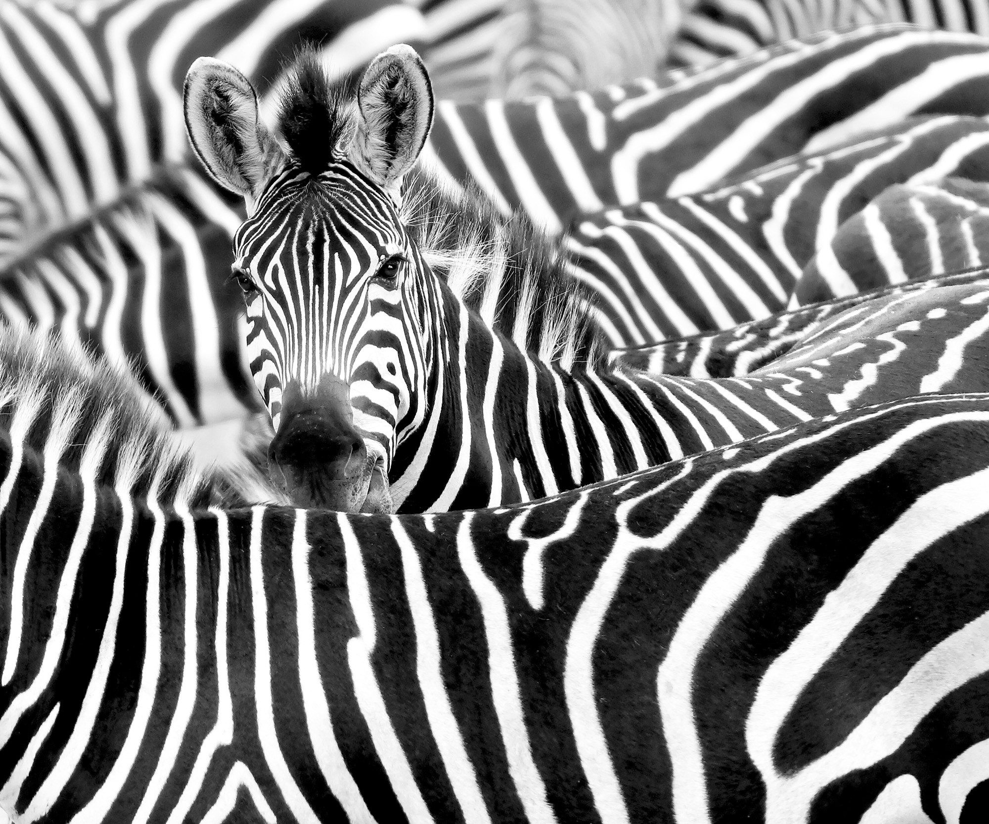 Rasch Fototapete Zebras - Vliestapete Weiß Schwarz, bedruckt, (1 Rolle, 1 St., Kollektion 'African Queen III' - 2,65 m x 3,18 m), Lichtbeständige Farben - Feucht abwischbar - Restlost abziehbar