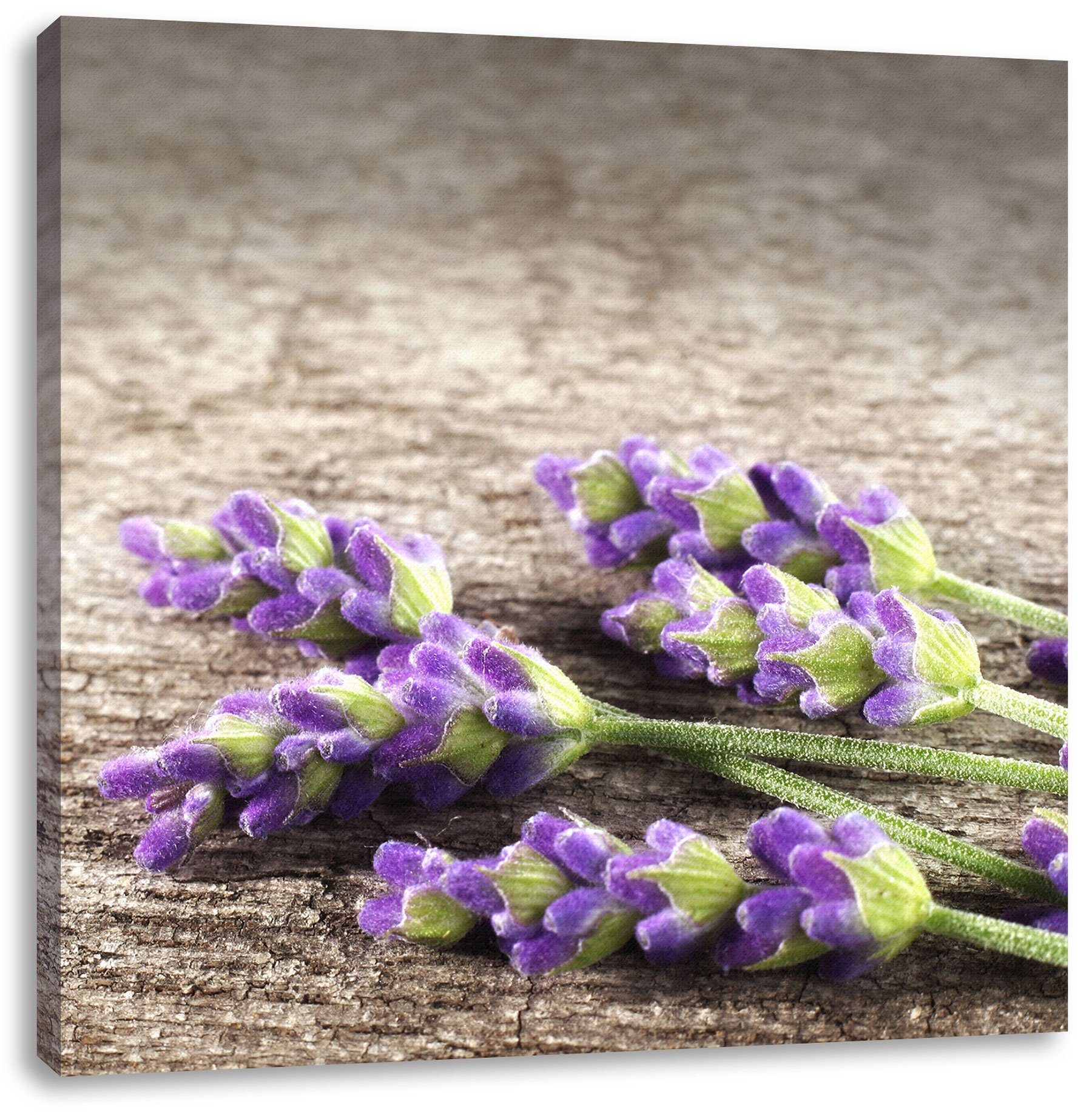 Leinwandbild (1 Lavendel Lavendel, inkl. Zackenaufhänger frischer Leinwandbild Liegender fertig Pixxprint frischer St), bespannt, Liegender