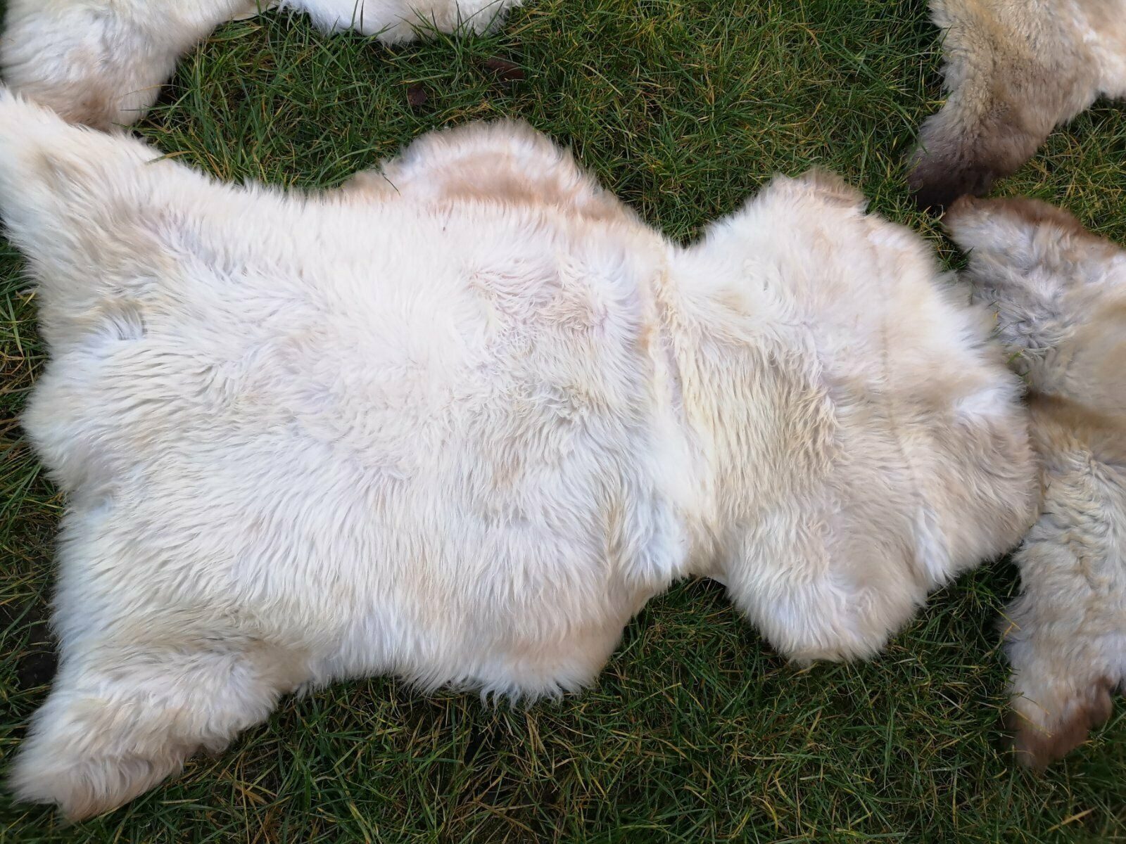 Provellus Fellteppich Natur Meliertes Öko Lammfell Schaffell Extra Weich Un günstig online kaufen