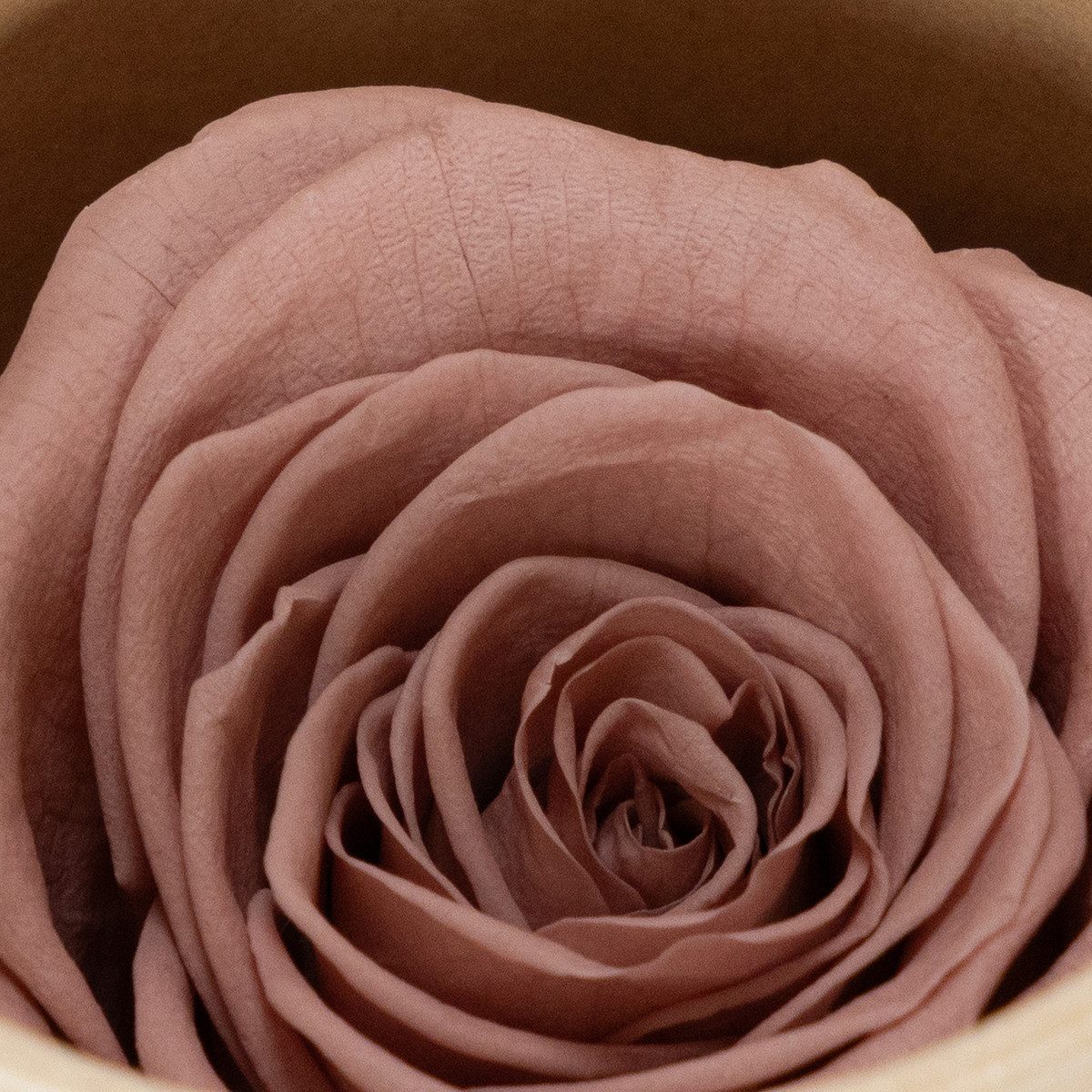 Kunstblume Konservierte Rosenköpfe langlebig Dekoration Geschenkidee für, 6 Stück, Florists Products, Höhe 5 cm