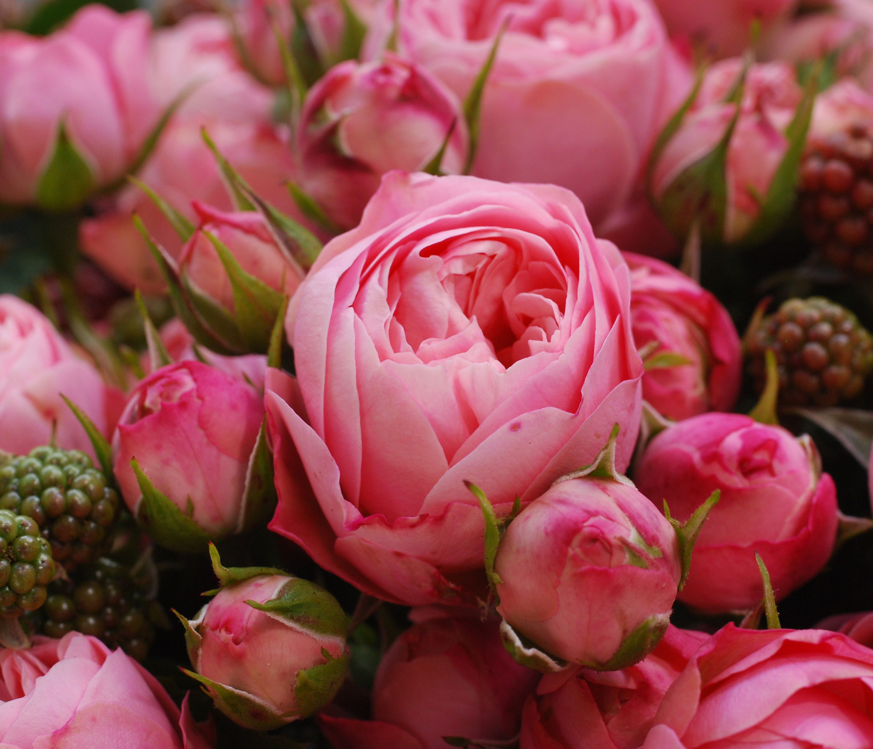 Dehner Rose Edelrose Noblesse® Spray-Rose Playful Rokoko®, dicht gefüllte pinke Blüten, Züchter Tantau