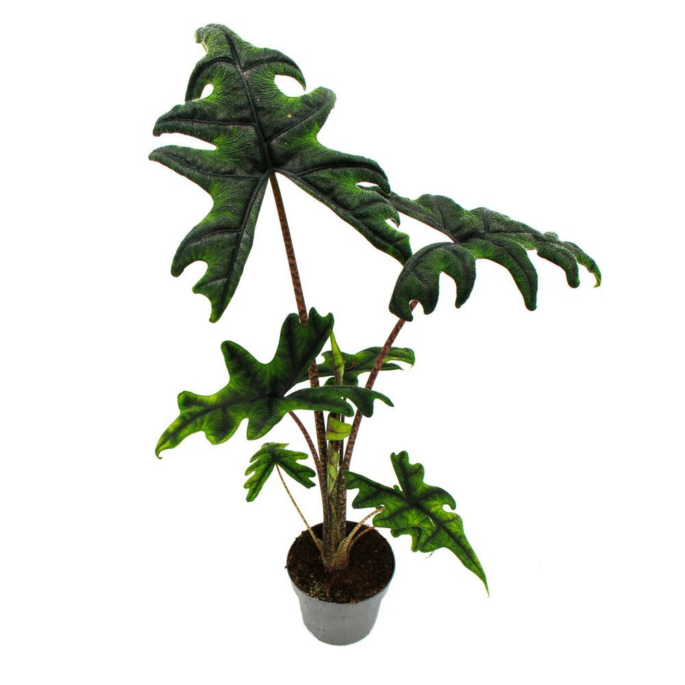 Exotenherz Zimmerpflanze Alocasia tandurusa Jacklyn Tropenwurz Alokasie Pfeilblatt 12cm Topf