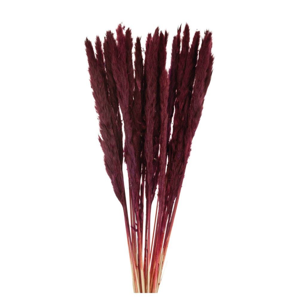 Rote Trockenblumen online kaufen » Rotes Pampasgras OTTO