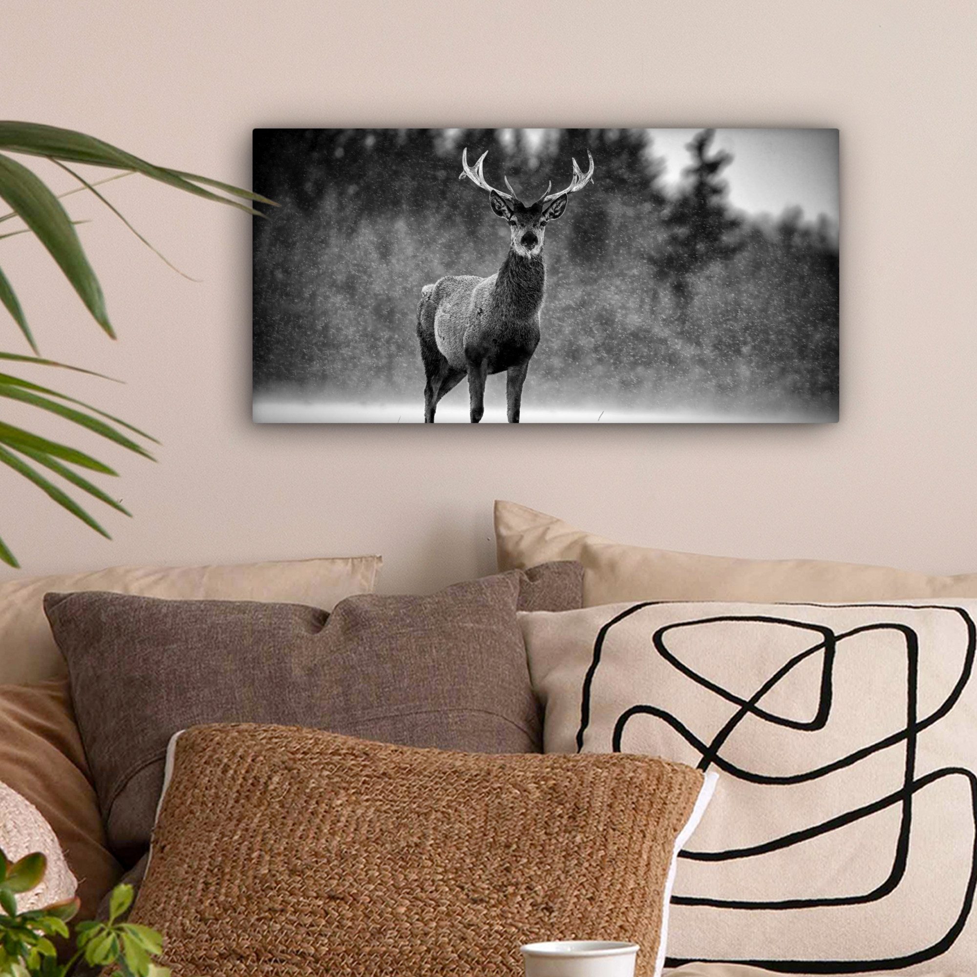 OneMillionCanvasses® Leinwandbild Panorama Tiere - Hirsche günstig online kaufen