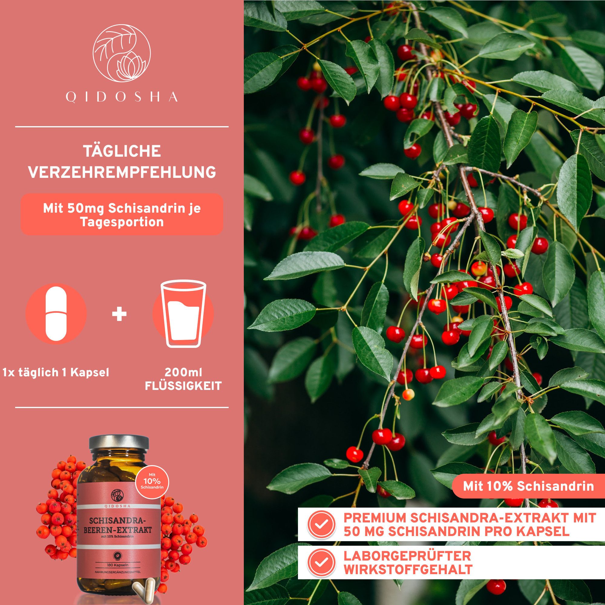 QIDOSHA Schisandra Kapseln 10% Schisandrin Hartkapsel, 1 er 180 St., 107 g, Wu-Wei-Zi Extrakt mit Schisandrin
