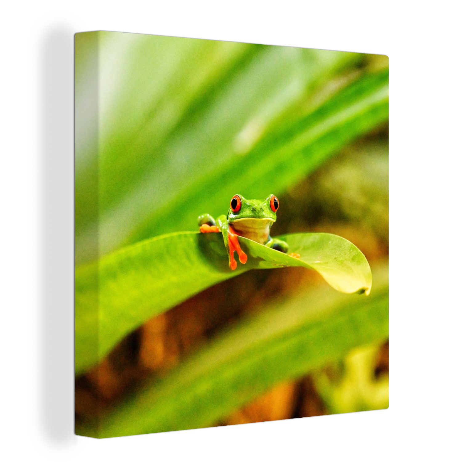 OneMillionCanvasses® Leinwandbild Rotaugenmakak-Frosch zwischen den Blättern in Costa Rica, (1 St), Leinwand Bilder für Wohnzimmer Schlafzimmer