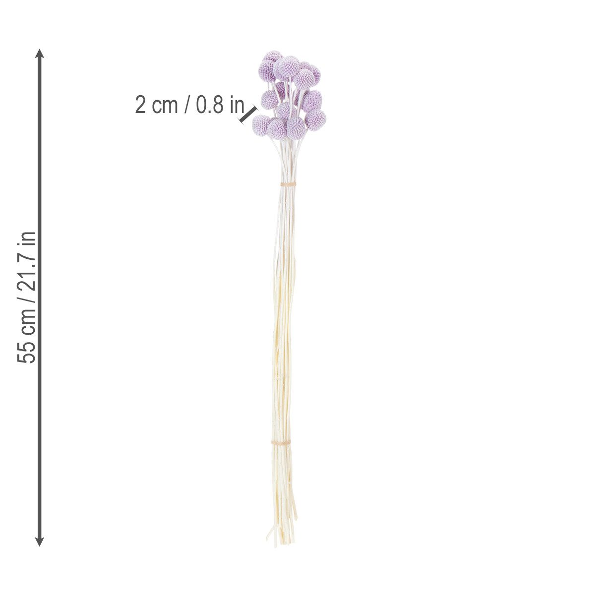 Trockenblume Dekorative Craspedia Trockenblumen für kreative Arrangements, 20 Stück, Florists Products, Höhe 55 cm