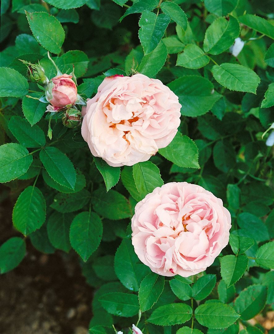 Pflanzen für Dich Rose Rosa Little White Pet