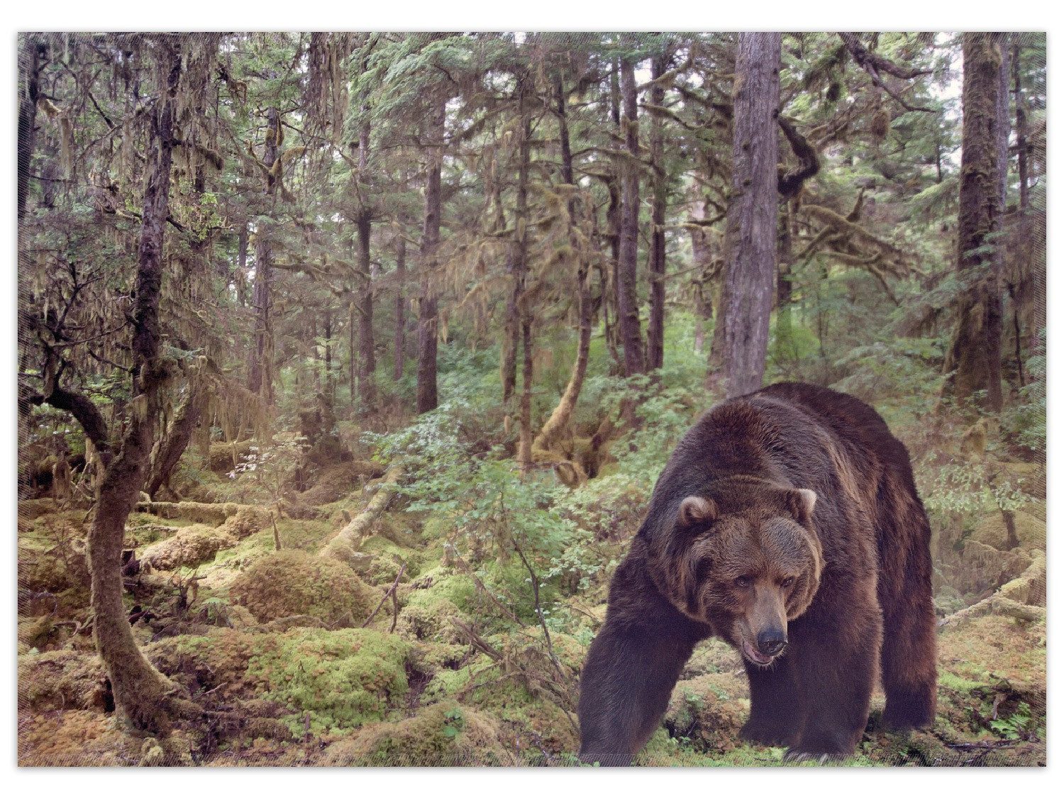 Wallario Teppich Gefährlicher Grizzlybär im Wald, rechteckig, rutschfest