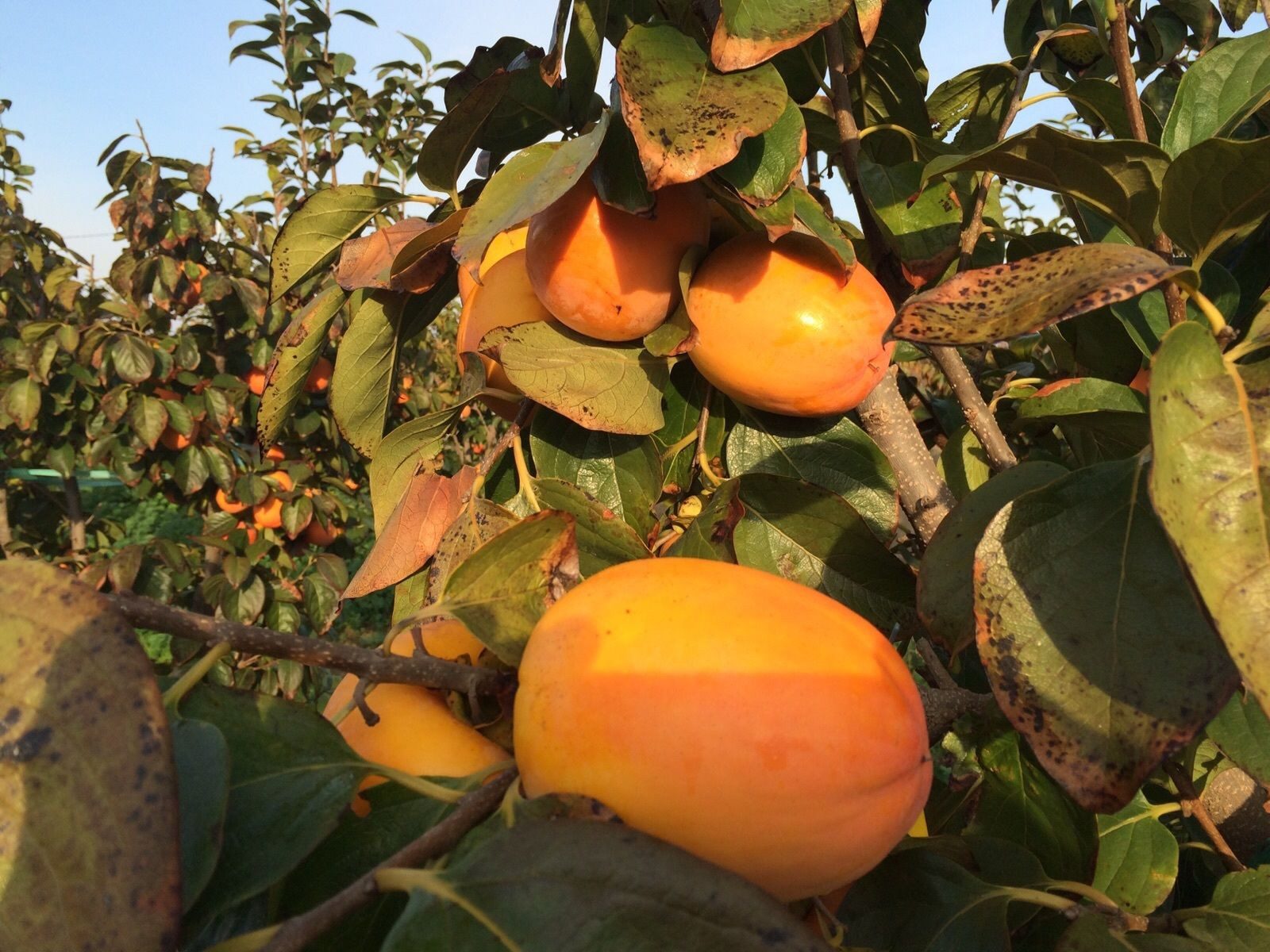 gruenwaren jakubik Obstpflanze Kaki Baum 160-180 cm Sorte "Rojo Brilliante" Kakipflaume Pflanze – Bild 5 von 5