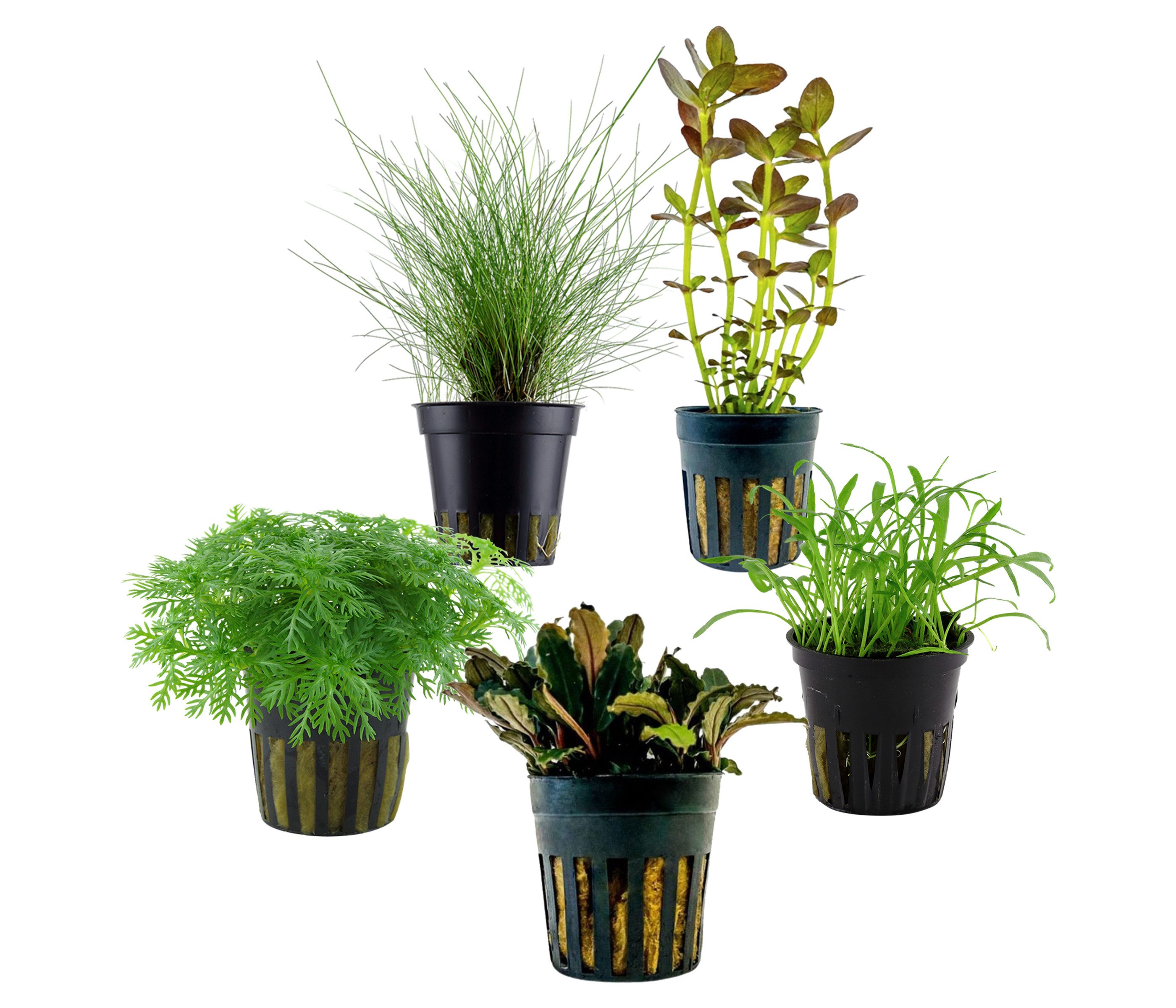 Dehner Wasserpflanze Aquarienpflanzen Set, 5-teilig, Einsteiger 220, je ca. 5-20 cm, robuste Wasserpflanzen für Süßwasser Aquarien