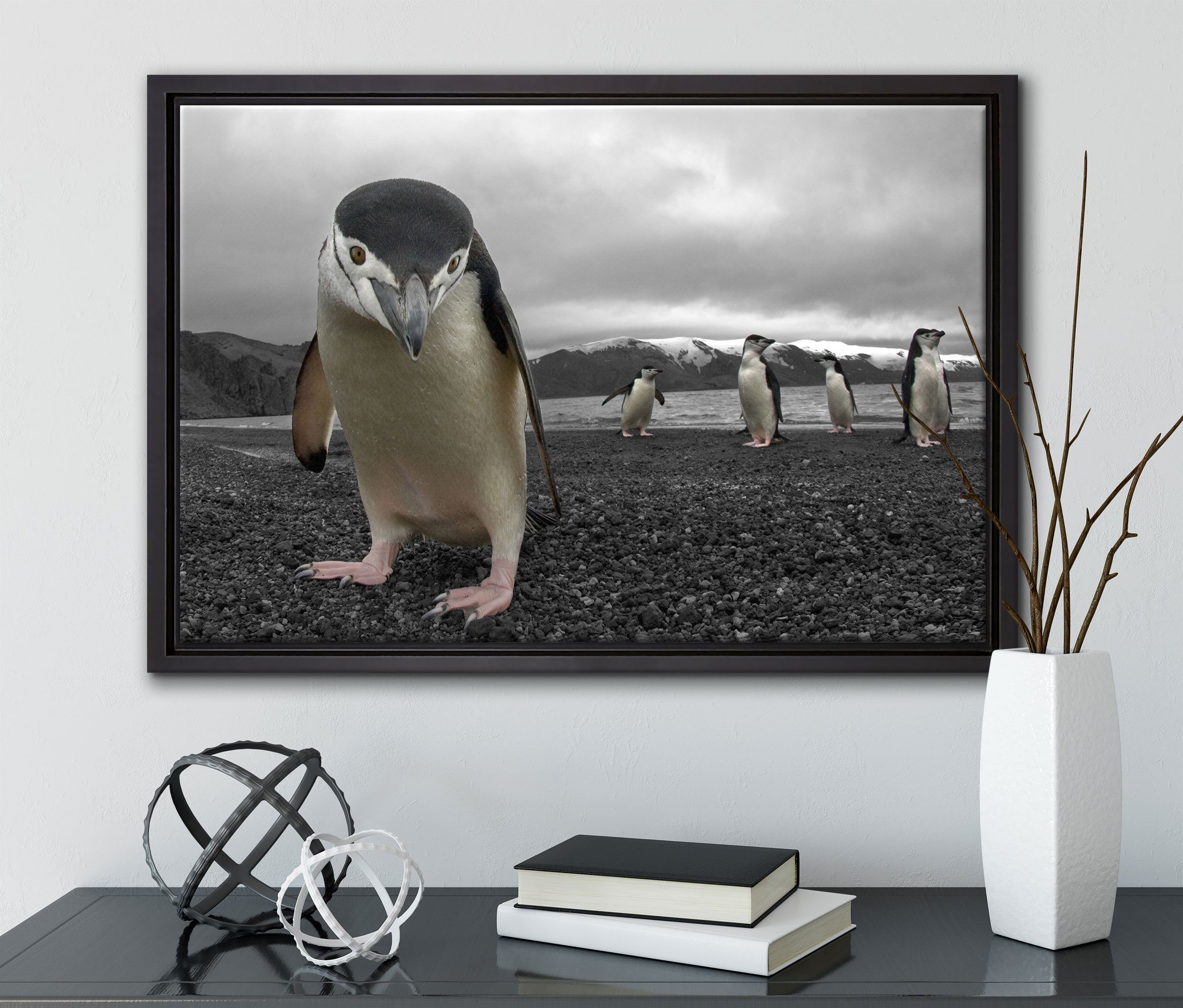 Leinwandbild Lustige St), gefasst, Pixxprint Zackenaufhänger (1 Leinwandbild fertig Pinguine, Wanddekoration inkl. in Schattenfugen-Bilderrahmen bespannt, einem