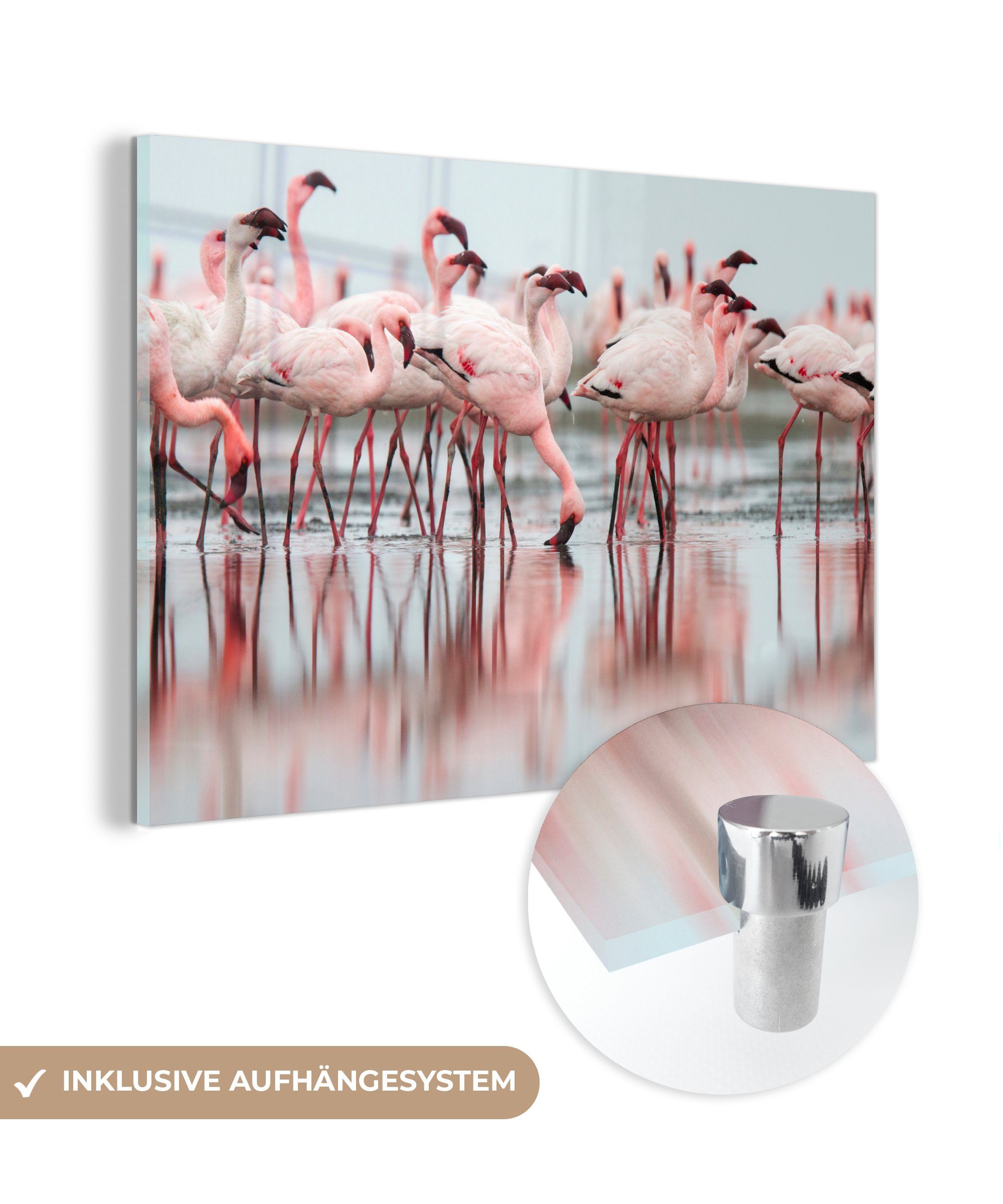 MuchoWow Acrylglasbild Schar von Flamingos im Wasser, (1 St), Acrylglasbilder Wohnzimmer & Schlafzimmer | Bilder