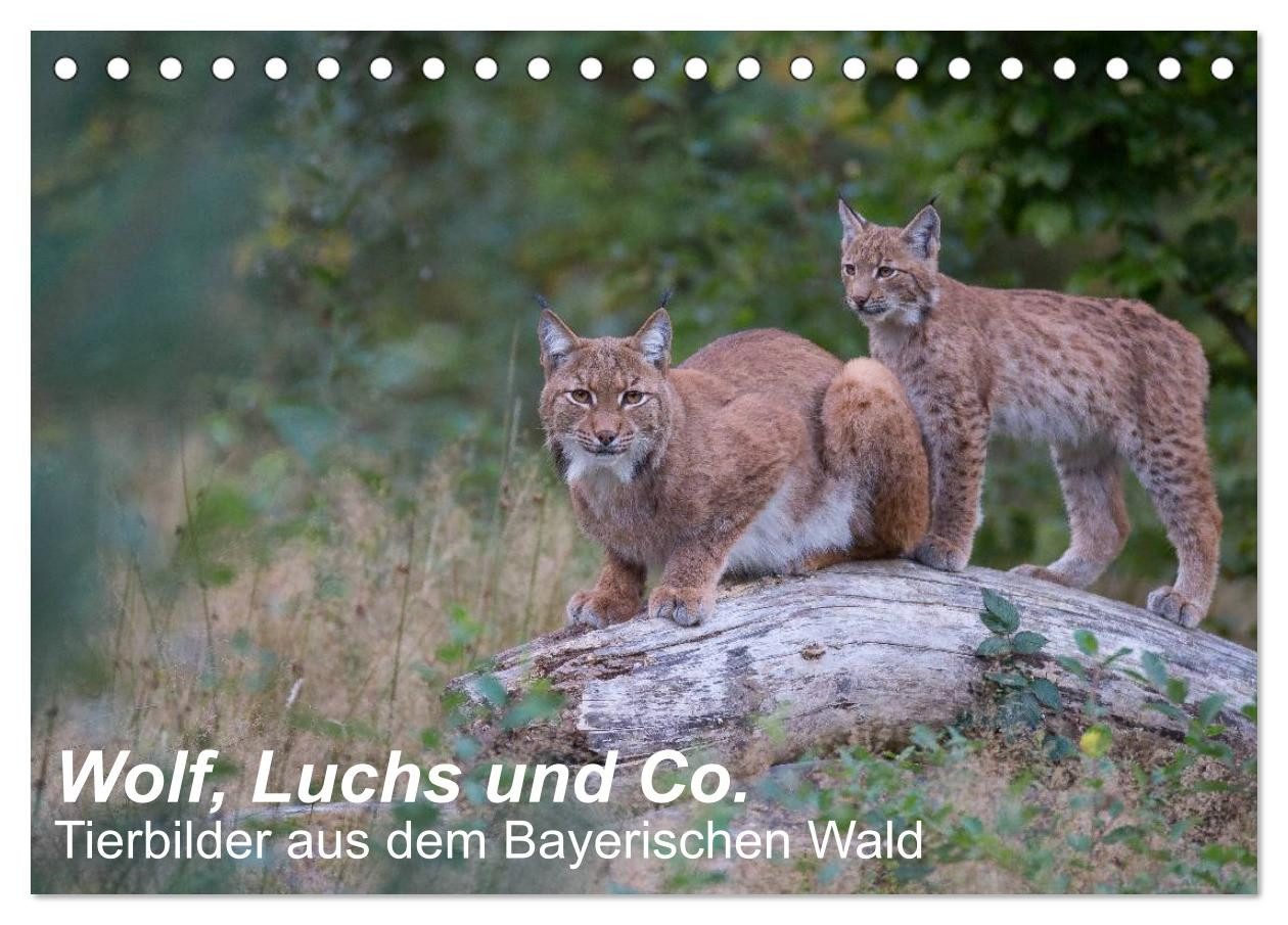 CALVENDO Wandkalender Wolf, Luchs und Co. - Tierbilder aus dem Bayerischen Wald (Tischkalend