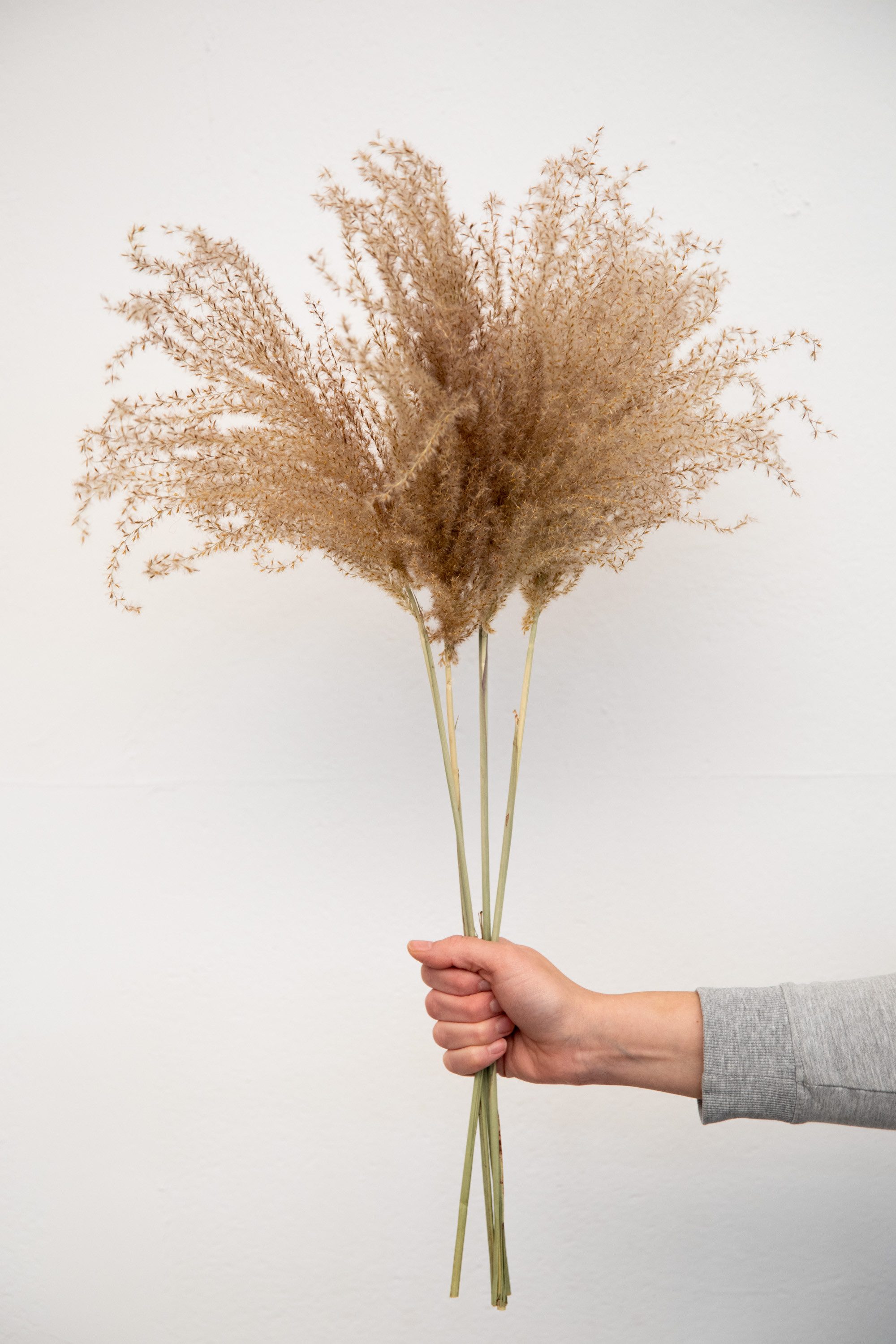Trockenblume Fluffy Reed Gras, getrocknet, ca. 70cm, 1 Bund (5 Stiele) Pampasgras, coco+cozy, Höhe 70 cm, Bund