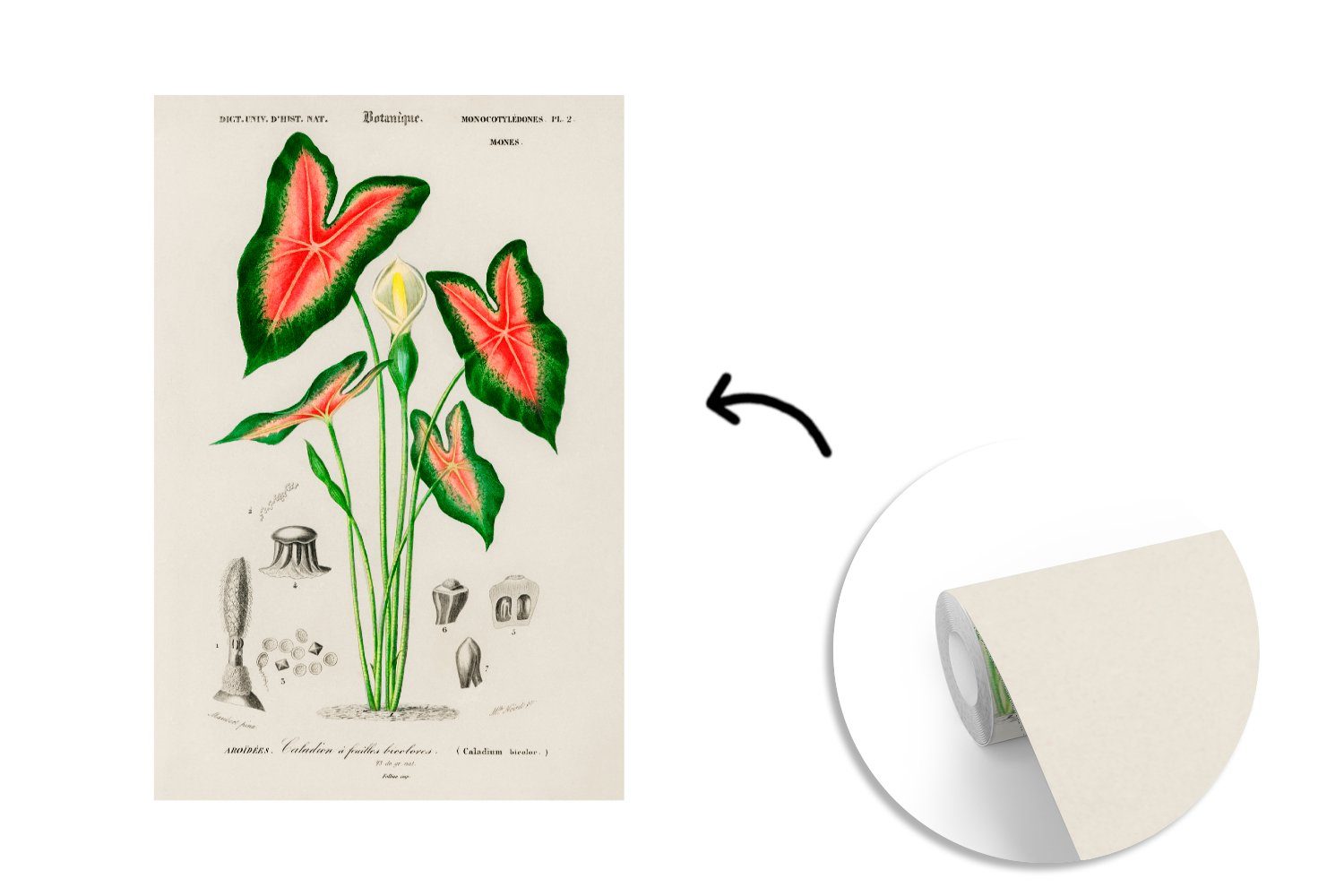 bedruckt, Pflanze Caladium, für Jahrgang - Vinyl Wandtapete - Tapete Schlafzimmer, oder MuchoWow (3 Wohnzimmer Matt, Fototapete St),