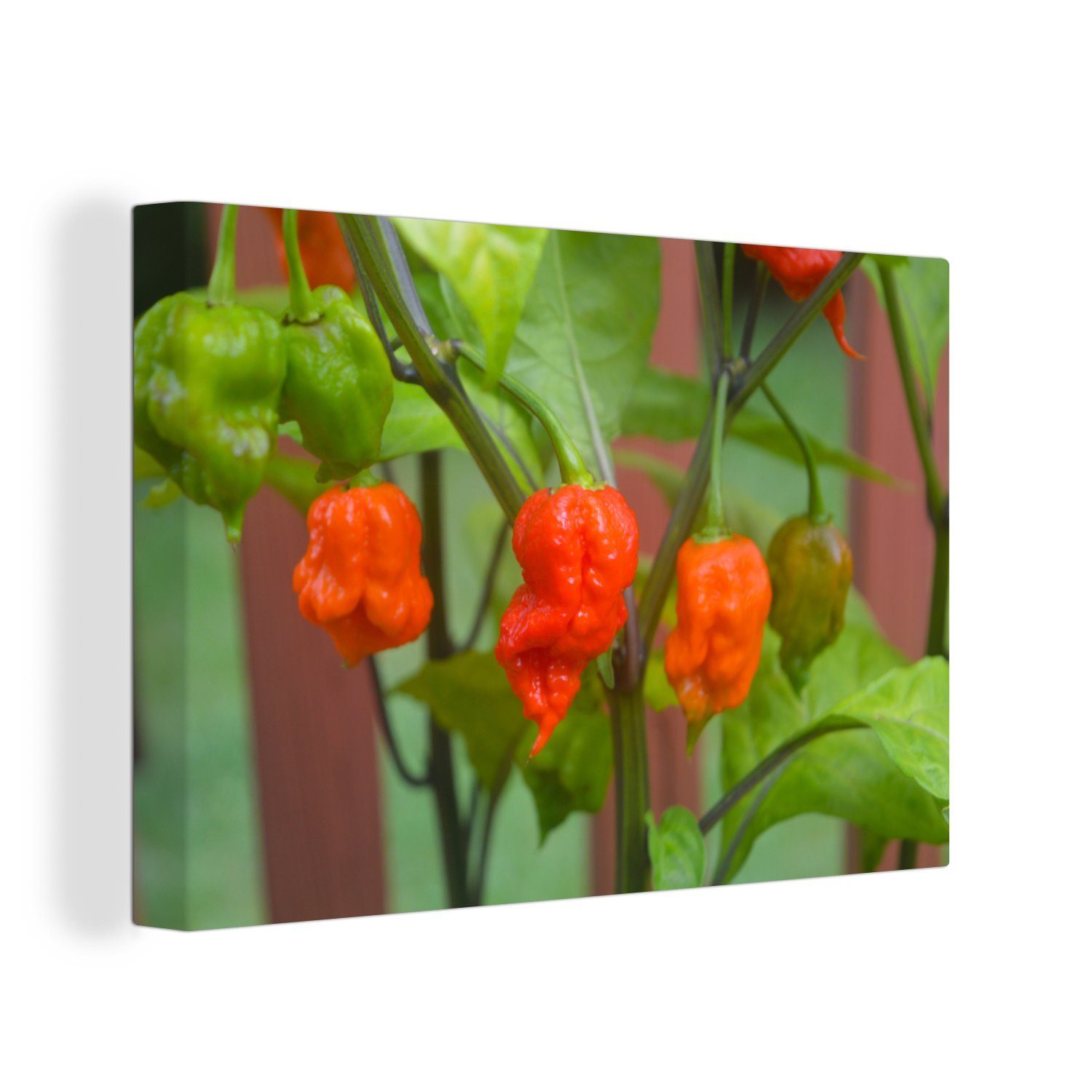 OneMillionCanvasses® Leinwandbild Carolina Reaper Paprika, (1 St), Wandbild Leinwandbilder, Aufhängefertig, Wanddeko, 30x20 cm