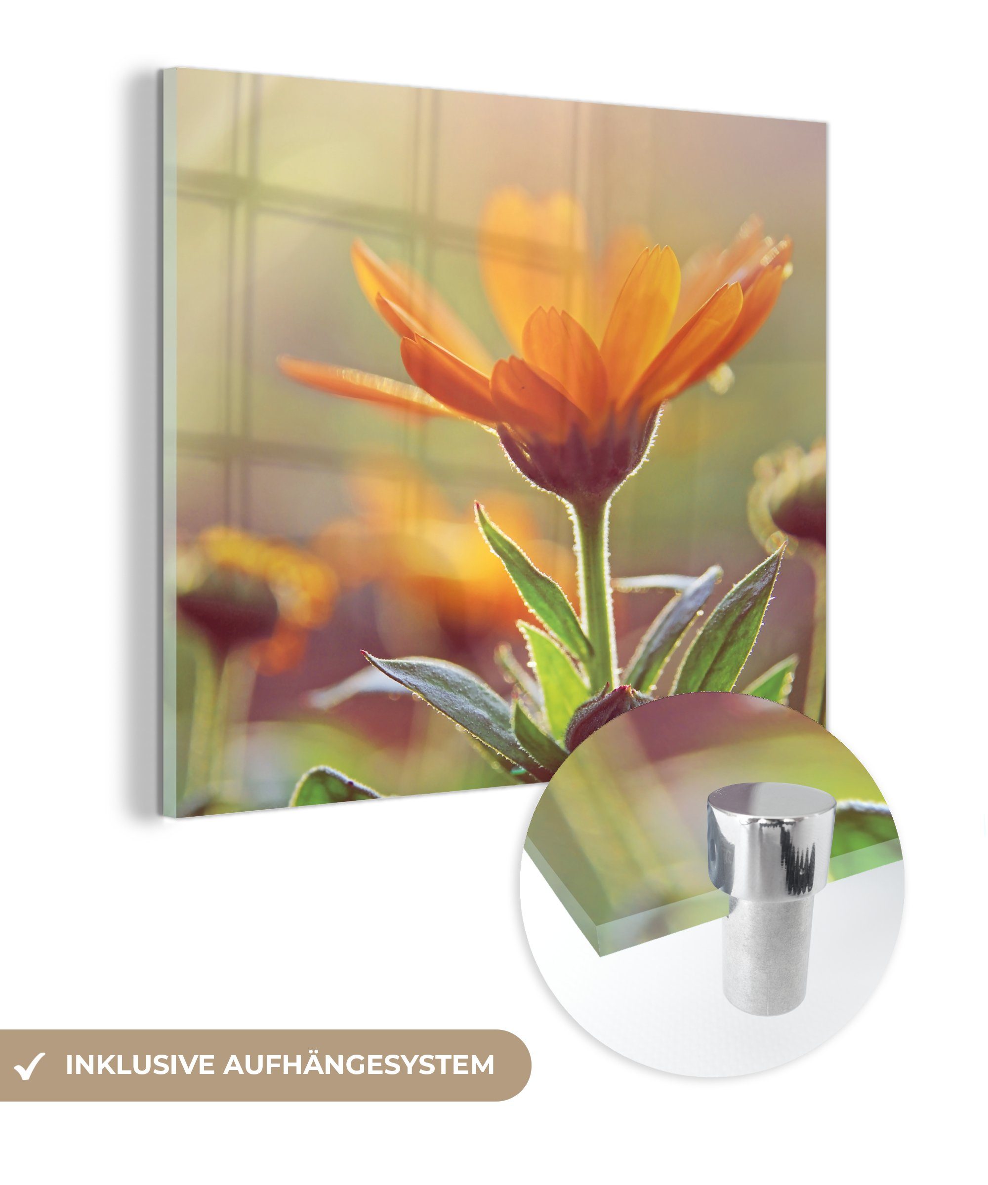 MuchoWow Acrylglasbild Nahaufnahme einer Ringelblume in der Sonne, (1 St), Glasbilder - Bilder auf Glas Wandbild - Foto auf Glas - Wanddekoration